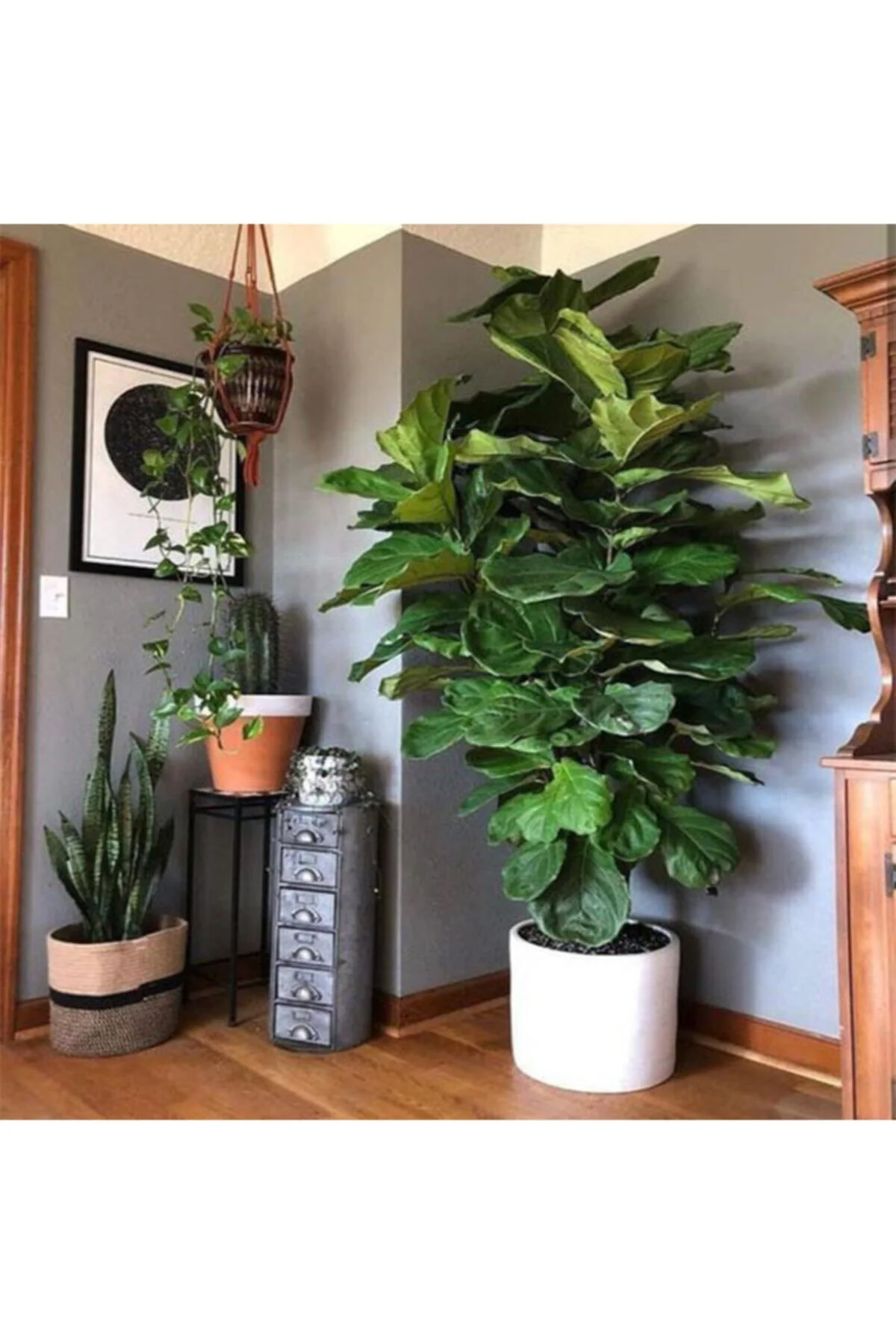 Ficus Lyrata 100cm