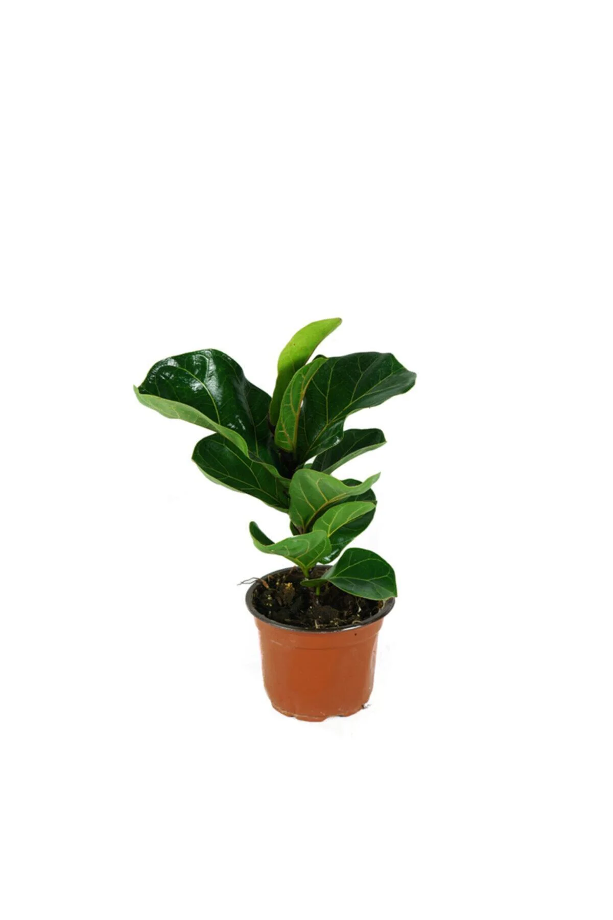 Ficus Lyrata Bambino - Keman Yapraklı Kauçuk Bitkisi Tek Kök