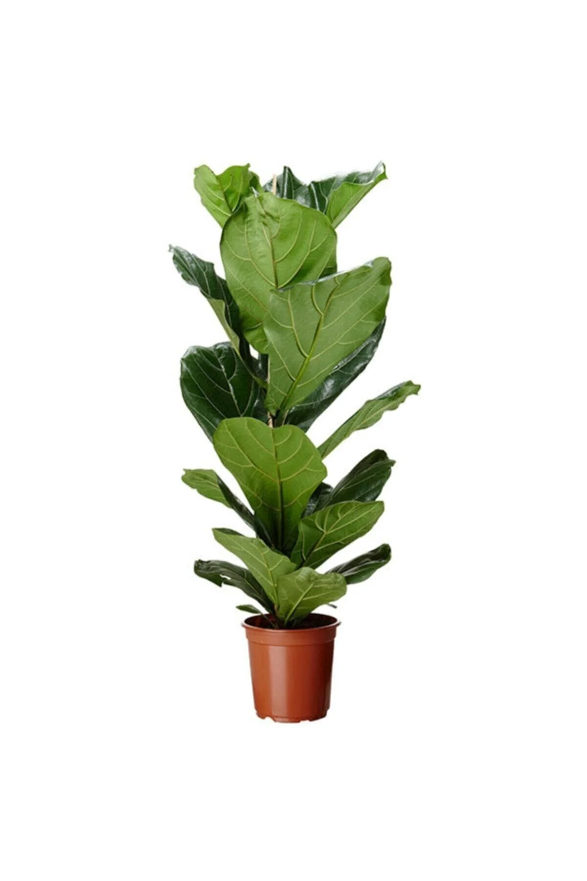 Ficus Lyrata Bambino Bitkisi 40 - 50 cm
