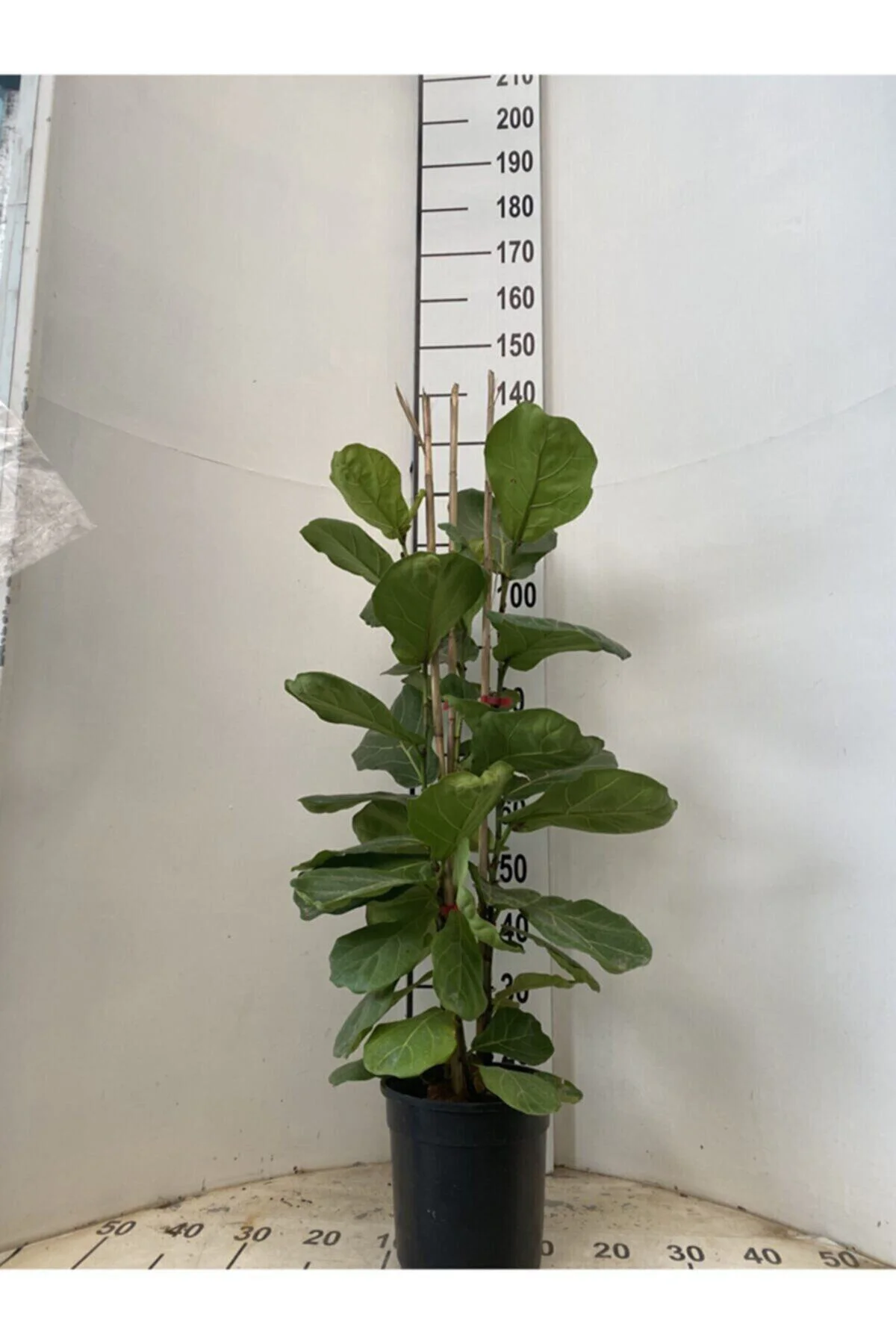 Ficus Lyrata Bambino, Keman Kauçuğu 3x1 130-140 Cm Bambino3x1
