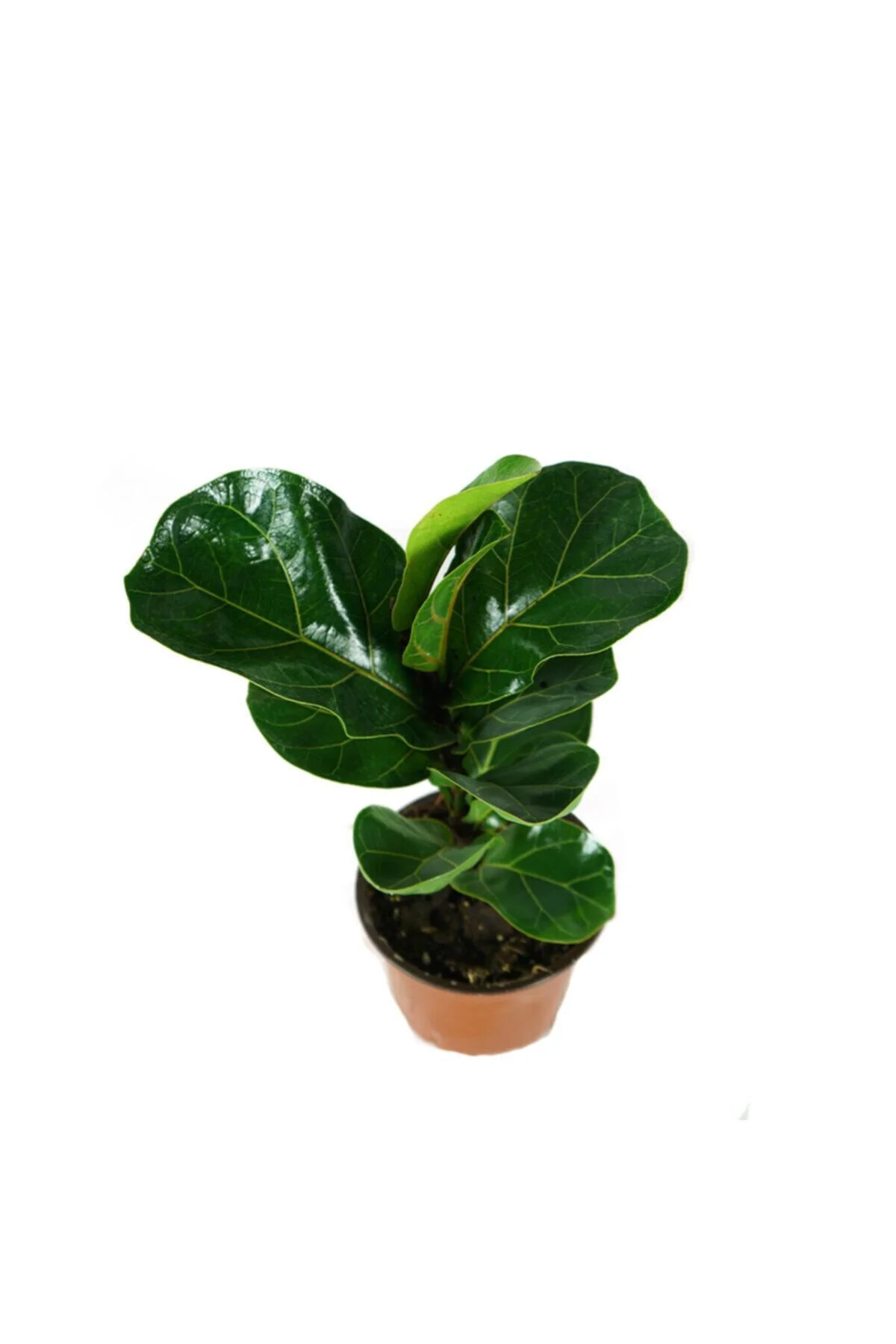 Ficus Lyrata Bambino - Keman Yapraklı Kauçuk Bitkisi Tek Kök
