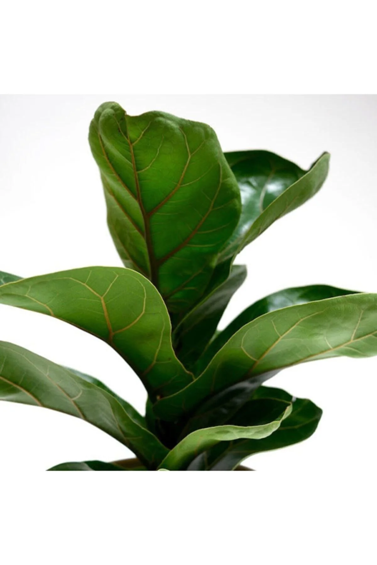 Ficus Lyrata Bambino Bitkisi 40 - 50 cm