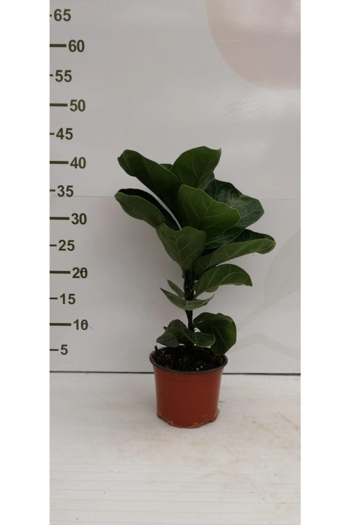 Ficus Lyrata Bambino P12cm