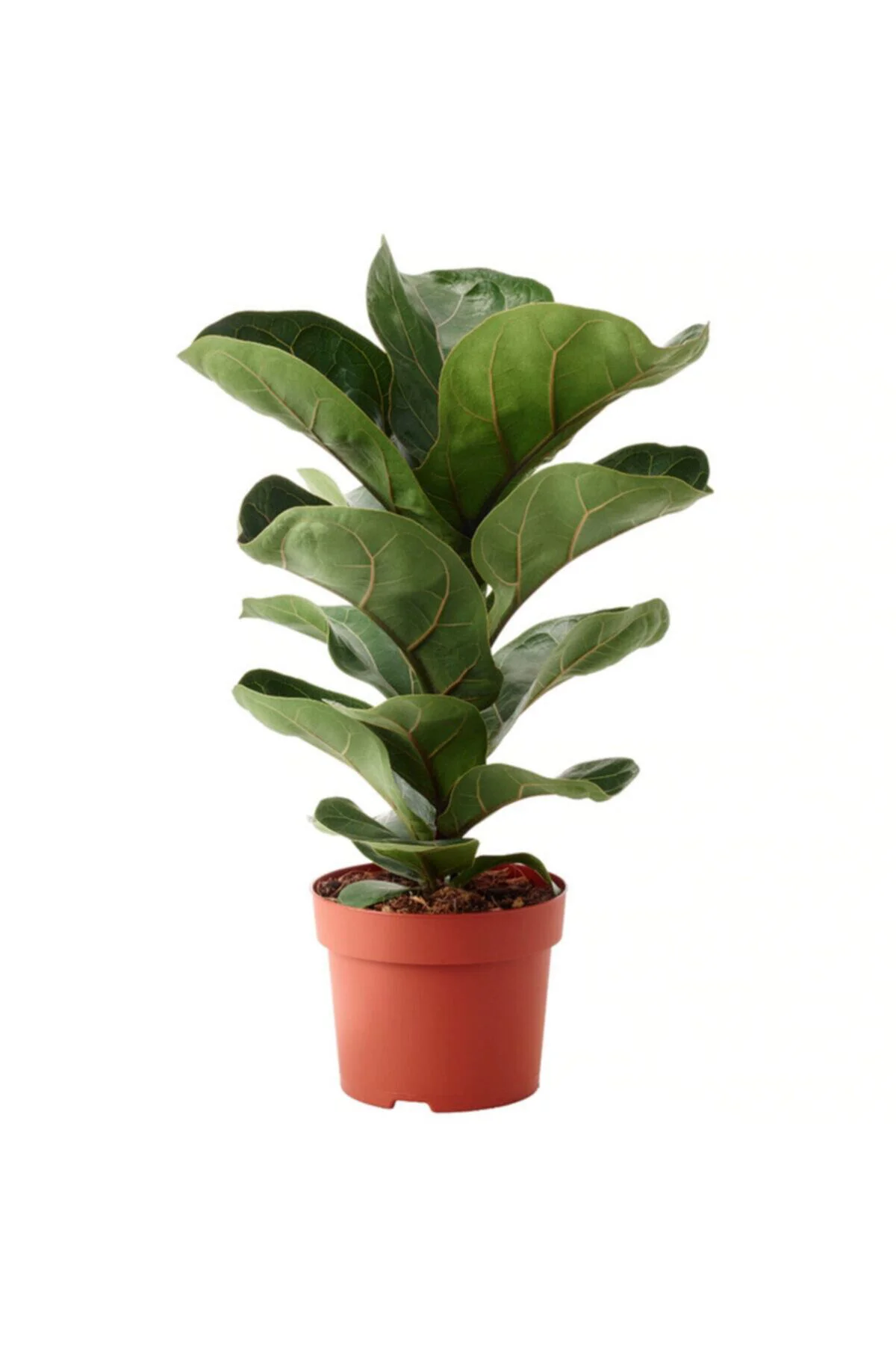 Ficus Lyrata Bambino Keman Yapraklı Kauçuk Bitkisi