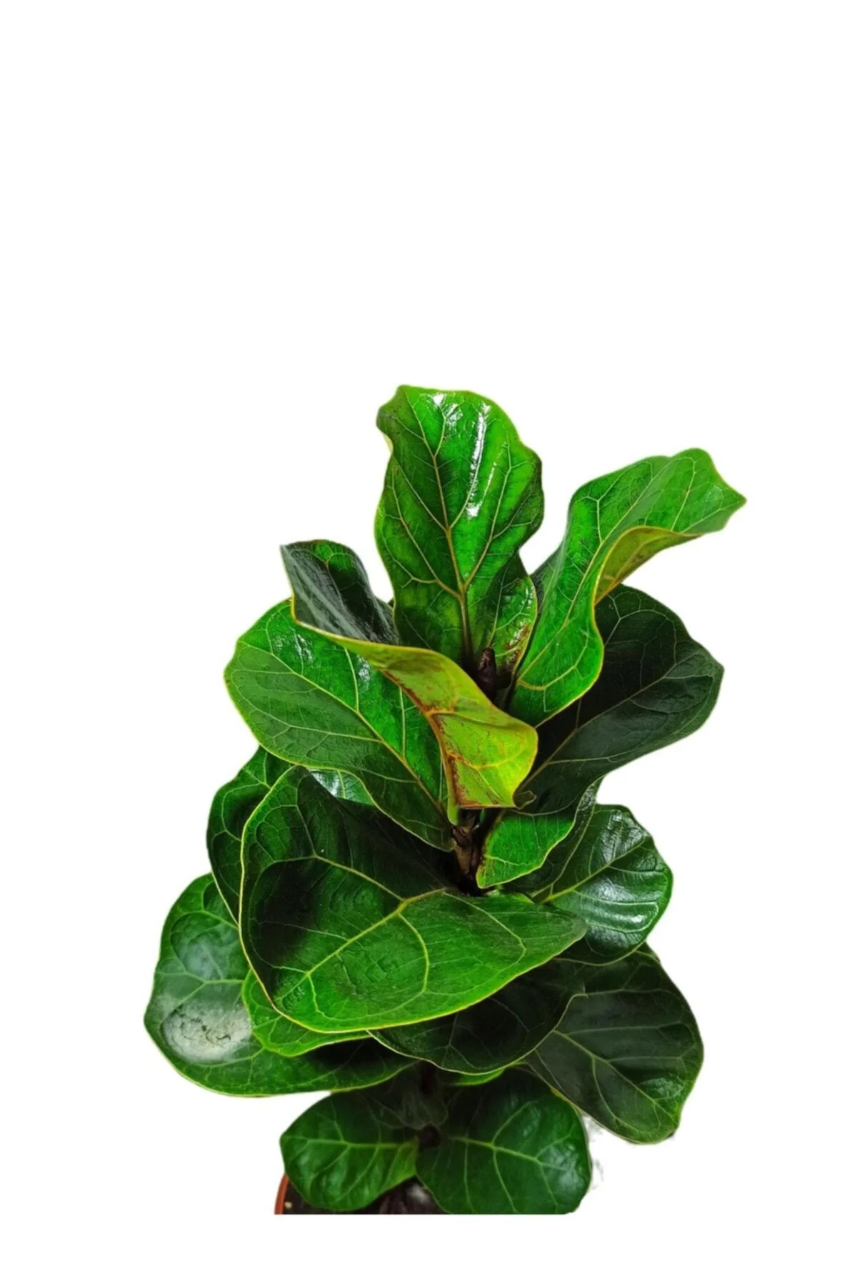 Ficus Lyrata Bambino Keman Yapraklı Kauçuk Bitkisi 50-60 Cm