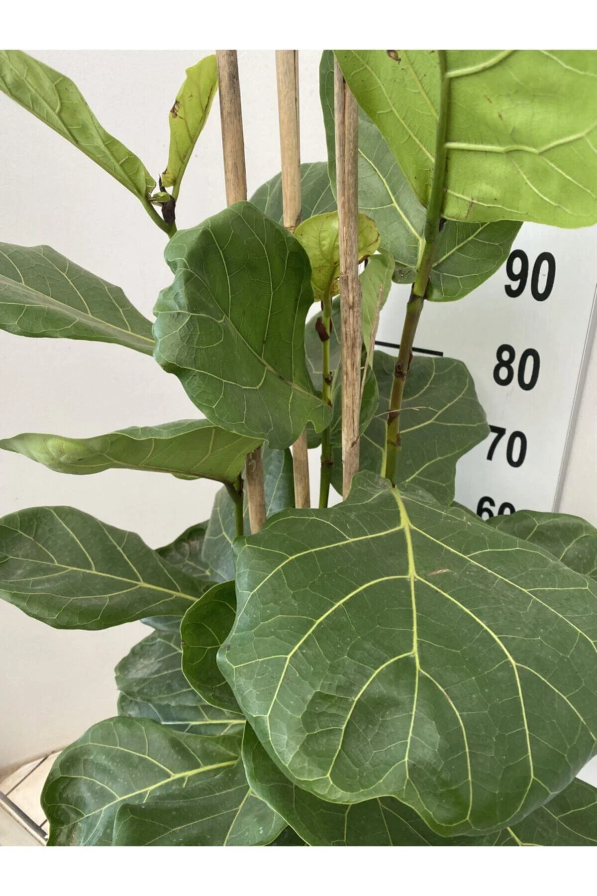 Ficus Lyrata Bambino, Keman Kauçuğu 2x1 100-110 Cm