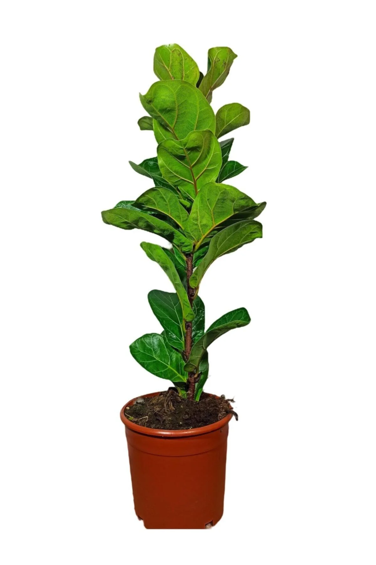 Ficus Lyrata Bambino Keman Yapraklı Kauçuk Bitkisi 50-60 Cm