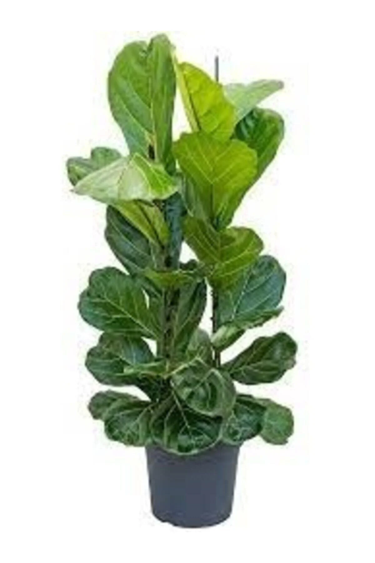 Ficus Lyrata (keman Yapraklı Kauçuk)-2 Köklü Dolgun Formlu