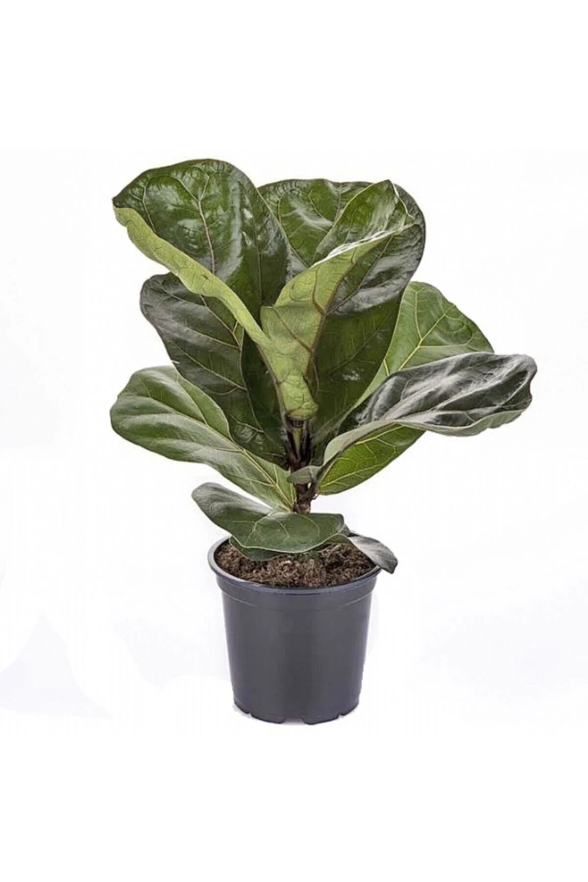 Ficus Lyrata Keman Yapraklı Kauçuk