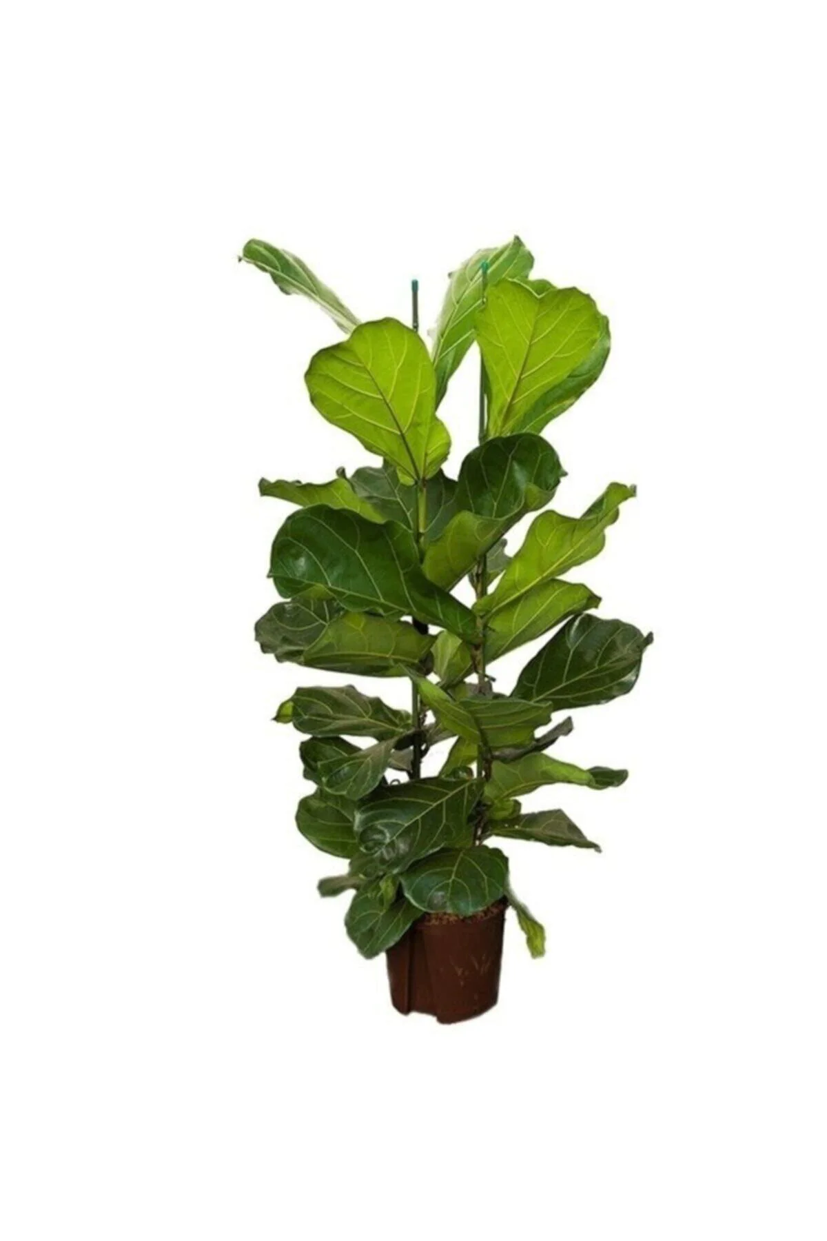 Ficus Lyrata (KEMAN YAPRAKLI KAUÇUK)-2 Köklü Kauçuk Bitkisi