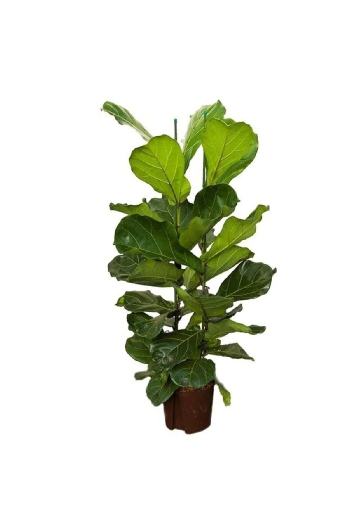 Ficus Lyrata (keman Yapraklı Kauçuk)-2 Köklü Dolgun Formlu