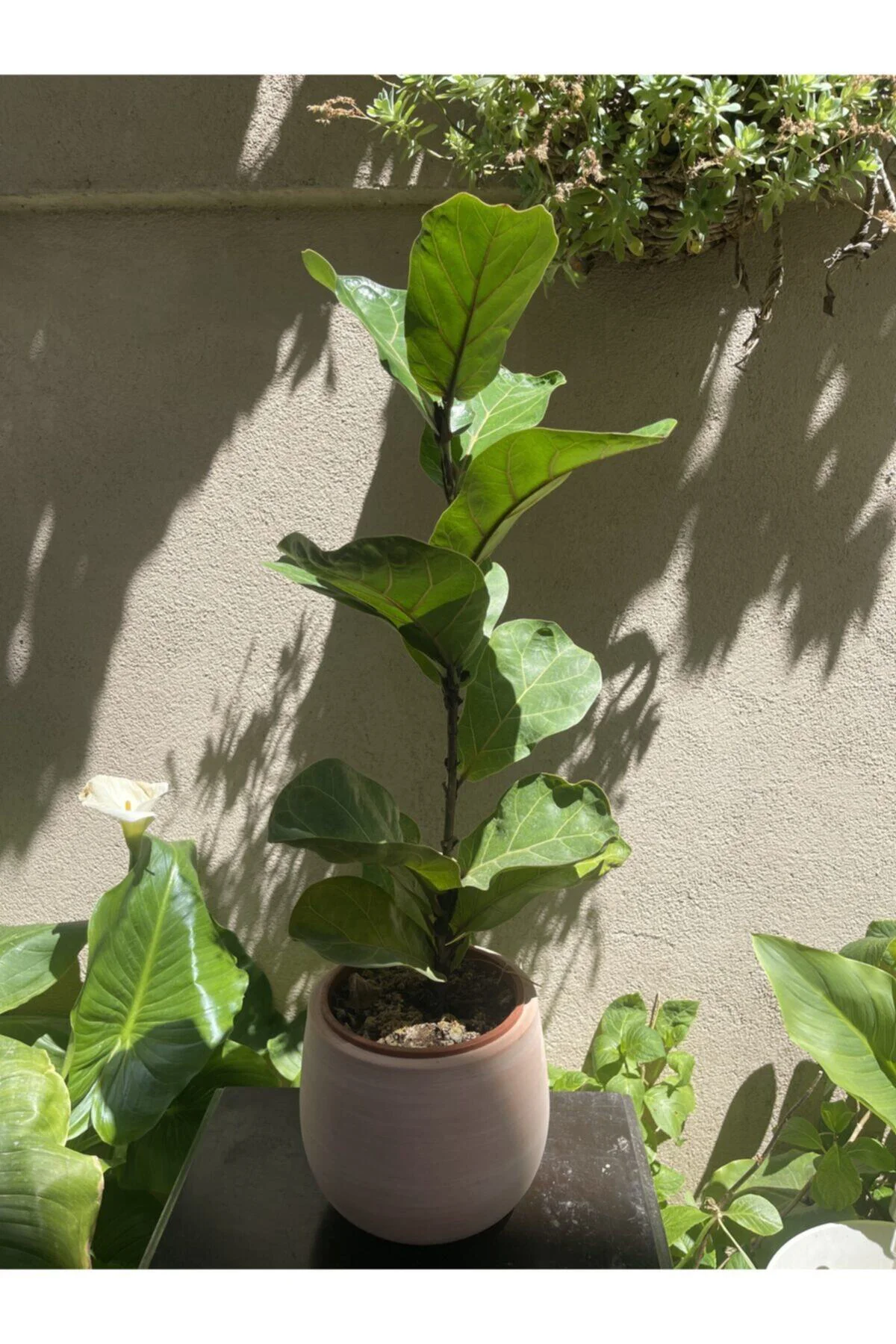 Ficus Lyrata - Keman Yaprakli Kaucuk Bitkisi Ficus Lyrata - Keman Yaprakli Kaucuk Bitkisi