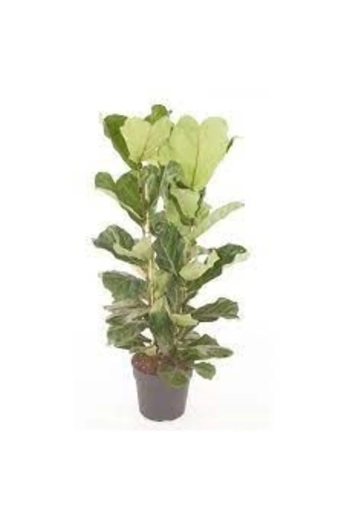 Ficus Lyrata (keman Yapraklı Kauçuk)-2 Köklü Dolgun Formlu Ficus Lyrata (keman Yapraklı Kauçuk)-2 Köklü Dolgun Formlu - Görsel 3