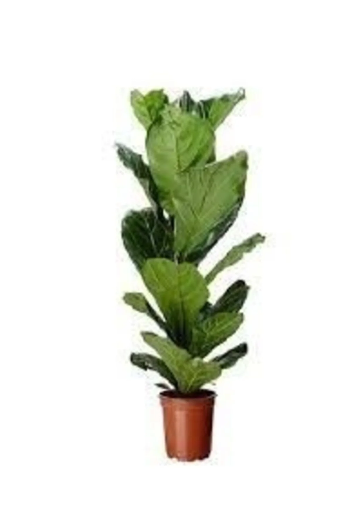 Ficus Lyrata (keman Yapraklı Kauçuk ) Tek Köklü