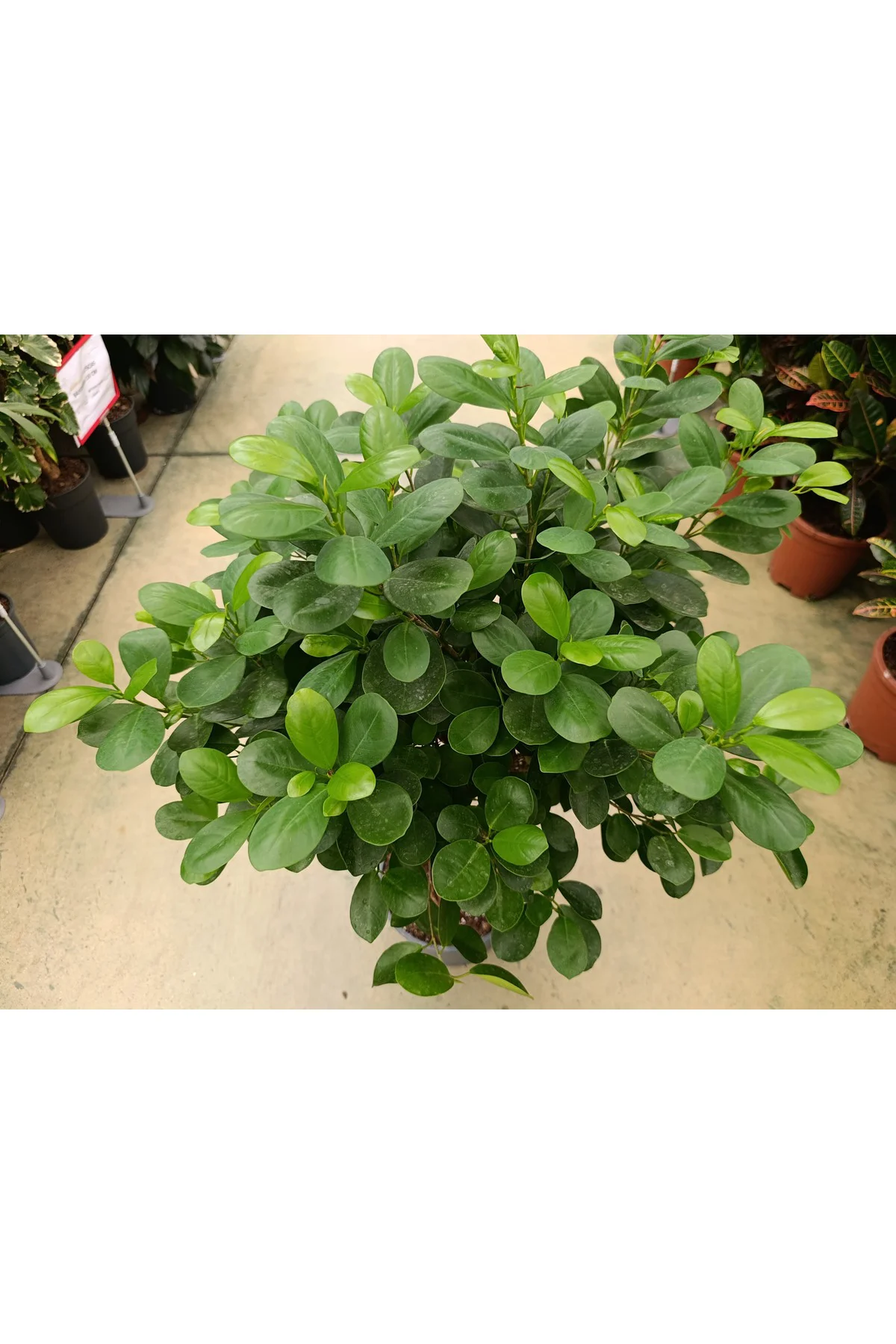 Ficus Maclome Braided Bitkisi ( İthal)