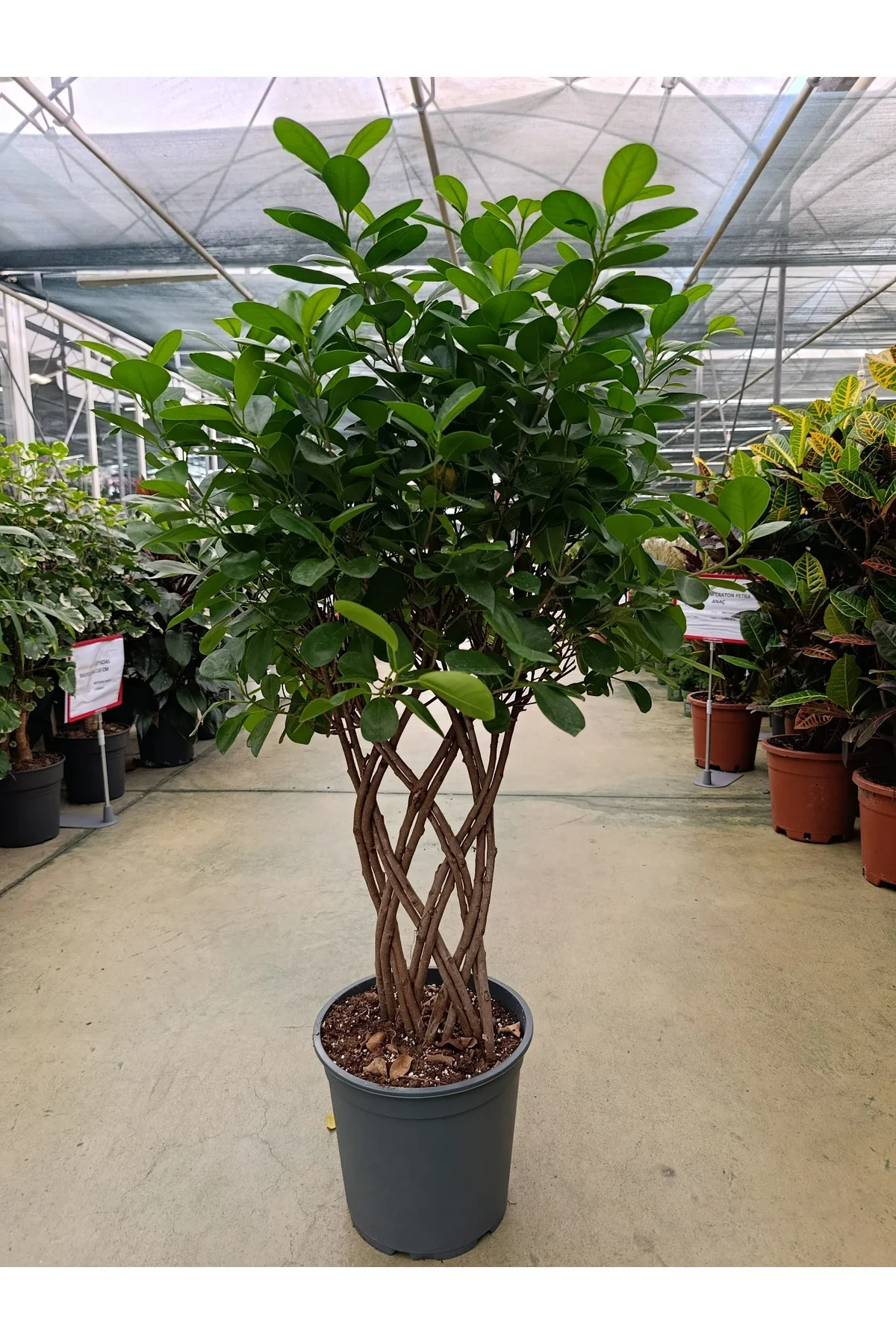 Ficus Maclome Braided Bitkisi ( İthal) Ficus Maclome Braided Bitkisi ( İthal)