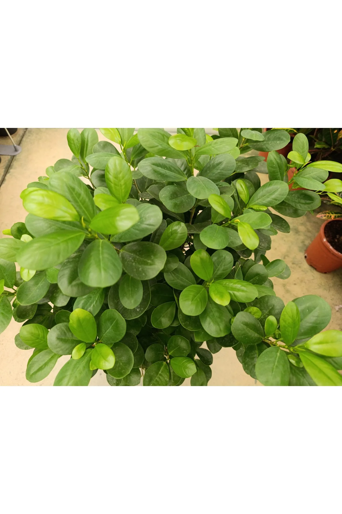 Ficus Maclome Braided Bitkisi ( İthal) Ficus Maclome Braided Bitkisi ( İthal) - Görsel 3