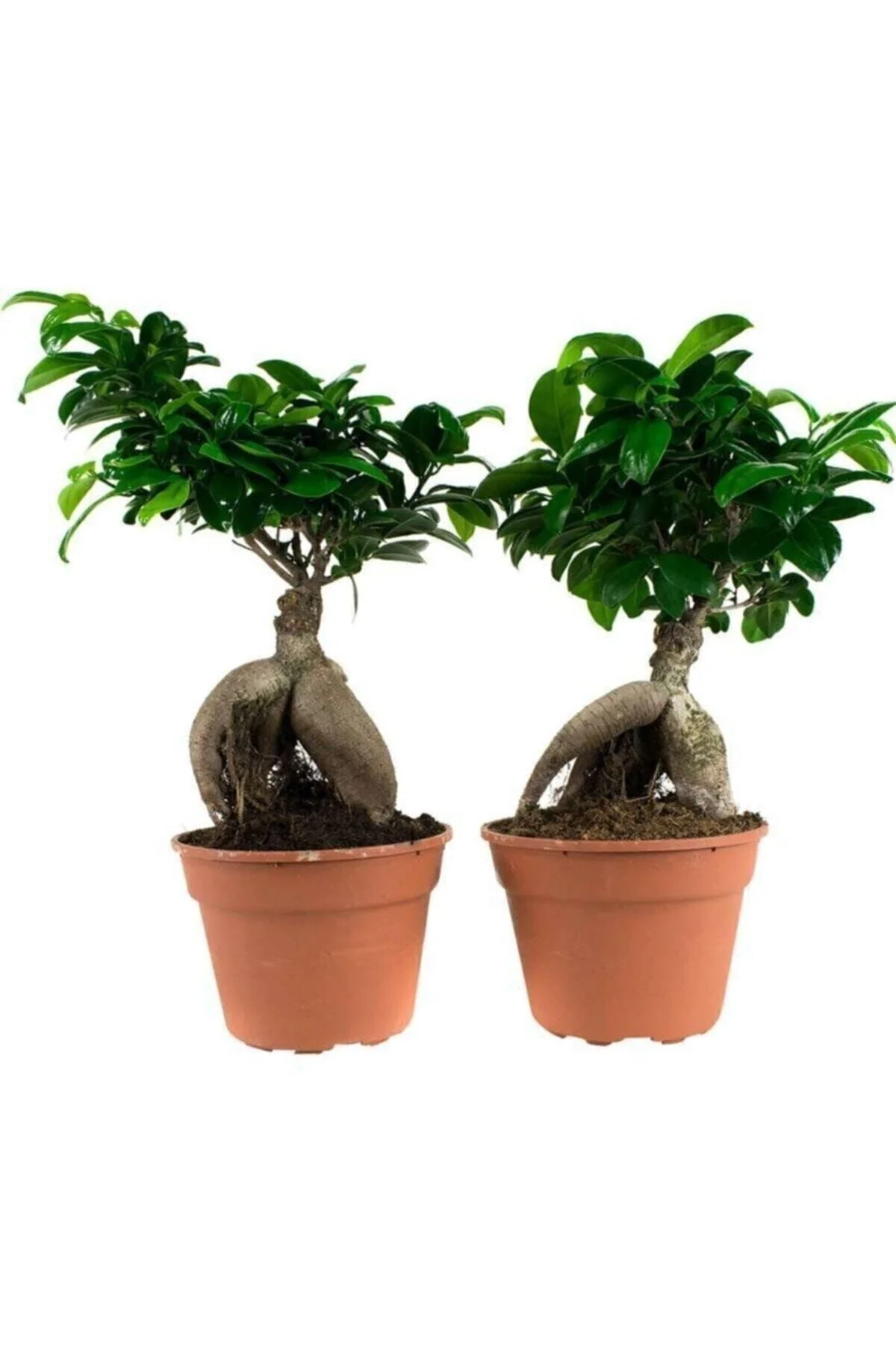 Ficus Mi Ginseng Bonsai 20-25 Cm Ev Ofis Salon Bitkisi Ficus Mi Ginseng Bonsai 20-25 Cm Ev Ofis Salon Bitkisi - Görsel 2