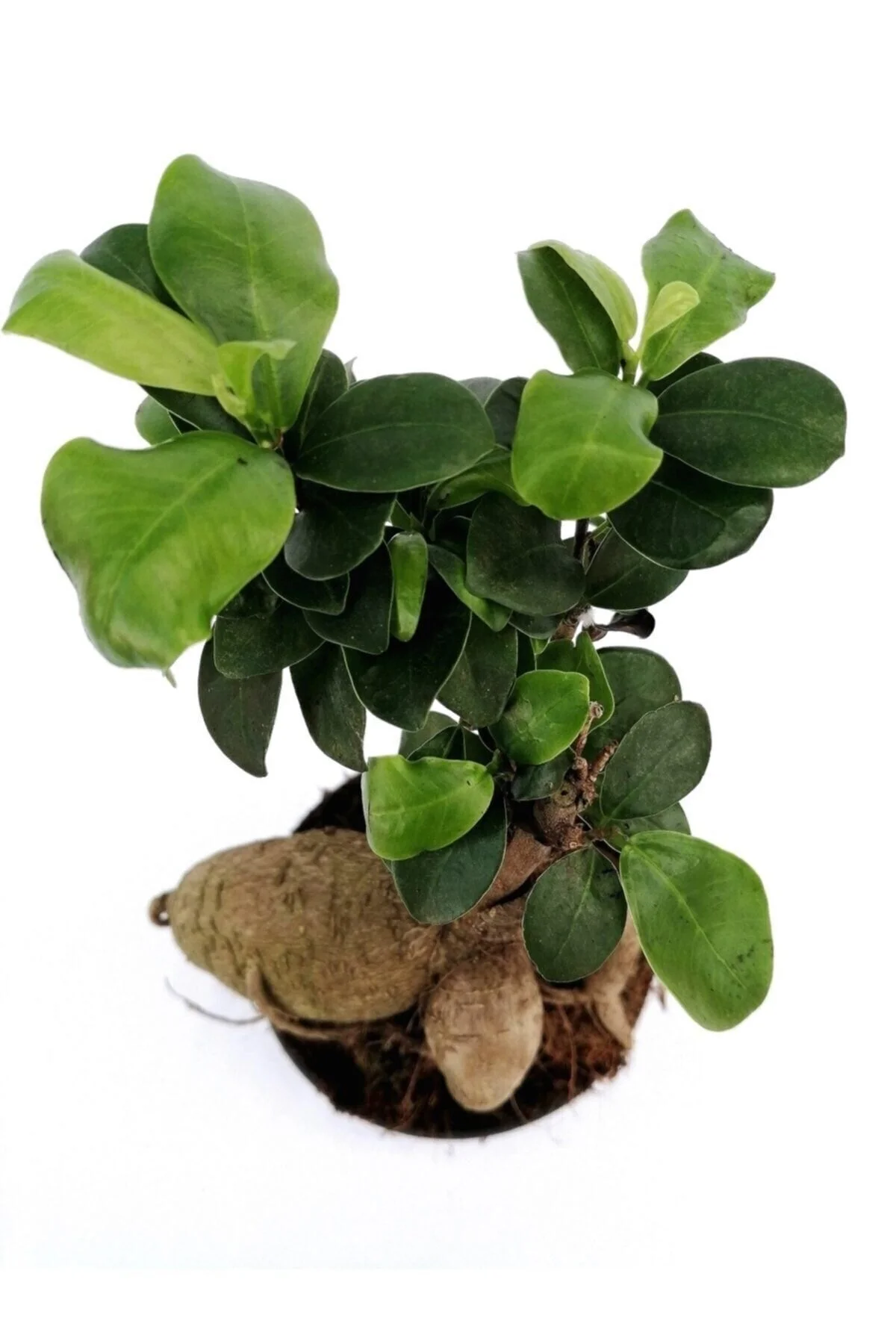 Ficus Mi Ginseng Bonsai 20-25 Cm Ev Ofis Salon Bitkisi Ficus Mi Ginseng Bonsai 20-25 Cm Ev Ofis Salon Bitkisi - Görsel 3