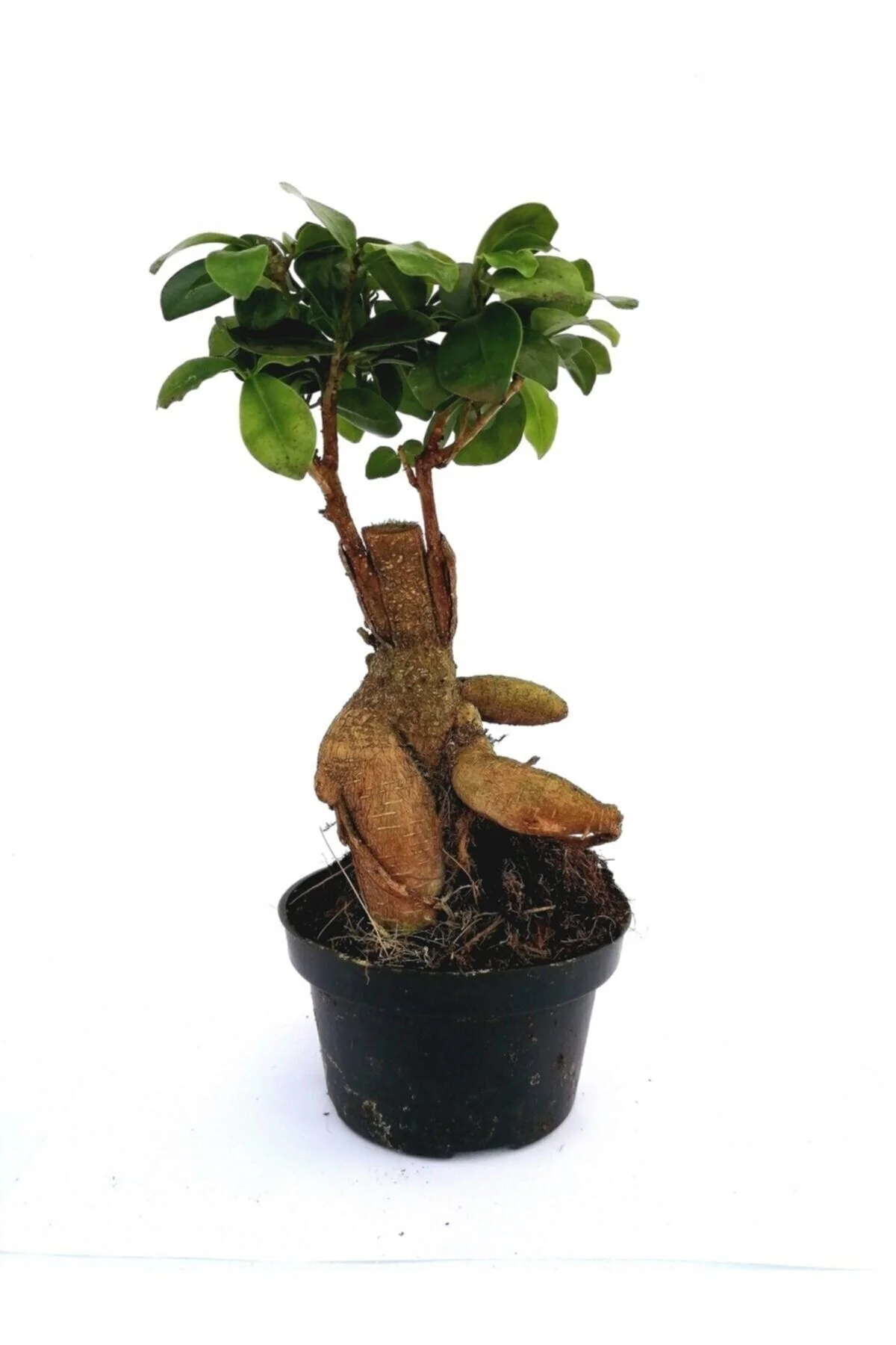 Ficus Mi Ginseng Bonsai 20-25 Cm Ev Ofis Salon Bitkisi Ficus Mi Ginseng Bonsai 20-25 Cm Ev Ofis Salon Bitkisi