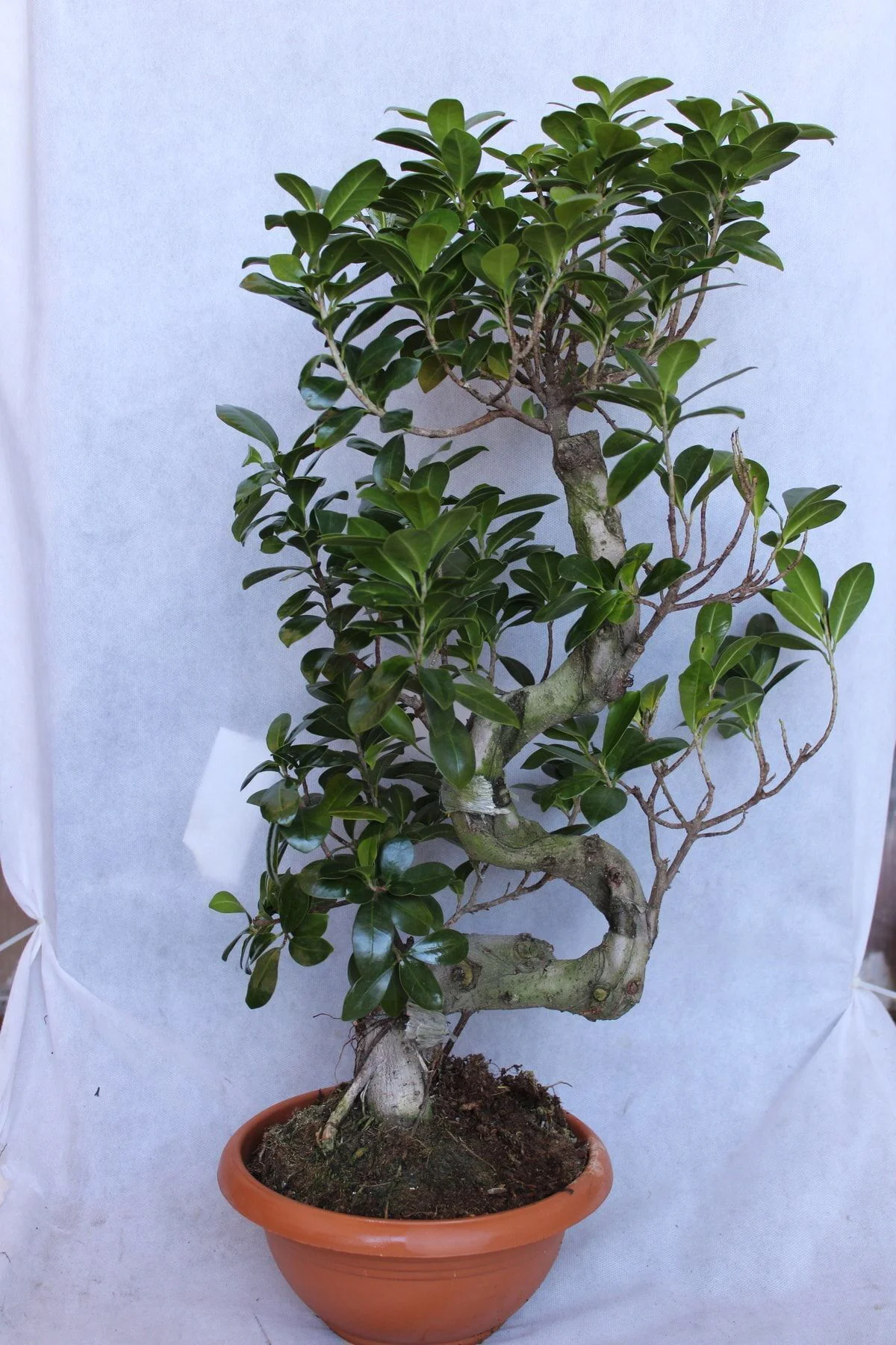 Ficus Microcarpa S Gövde 40-50 Cm (bonsai Ağacı)