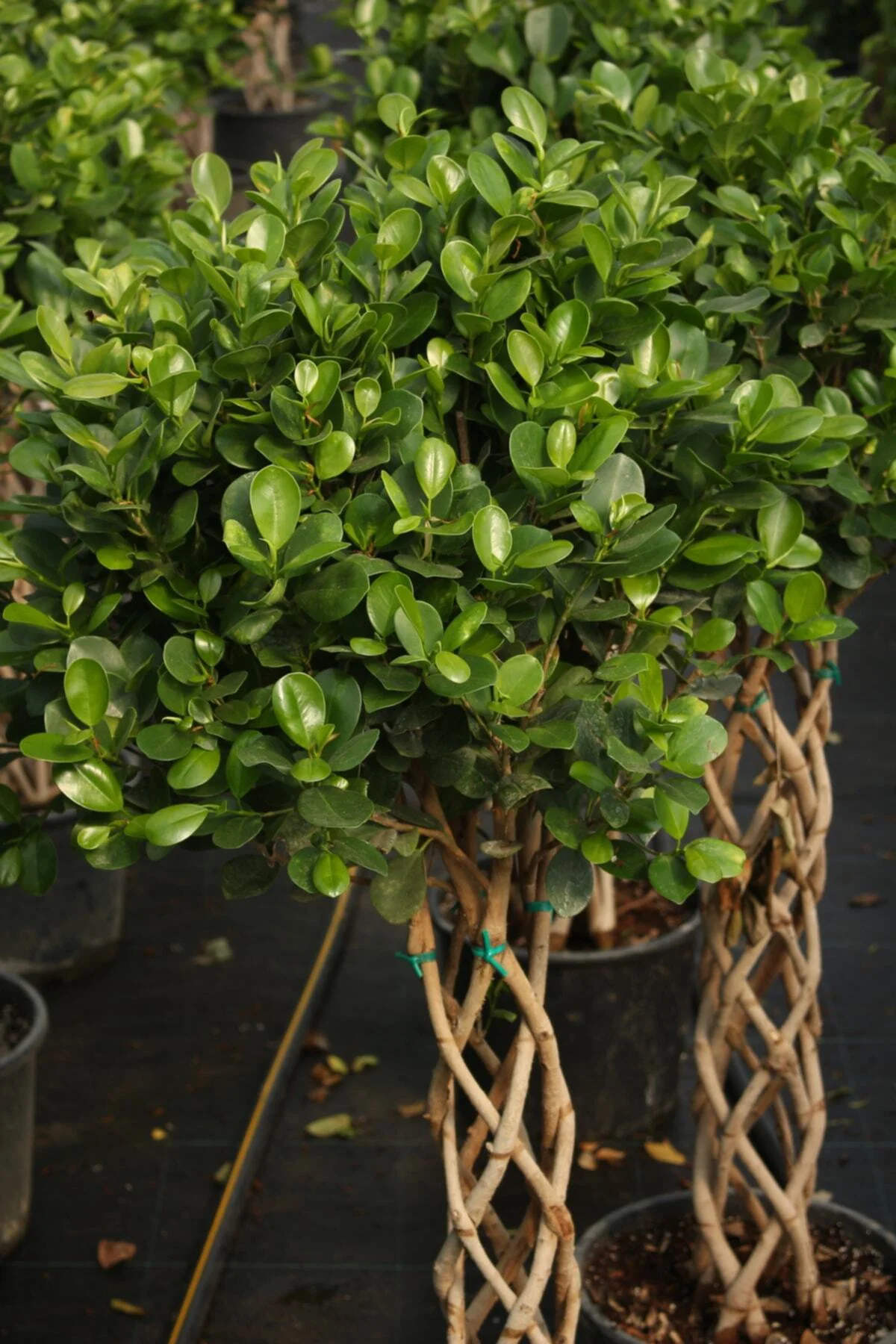 Ficus Microcarpa Sütun Örgü 60cm