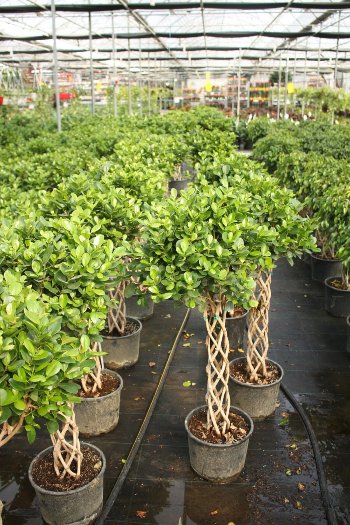 Ficus Microcarpa Sütun Örgü 60cm