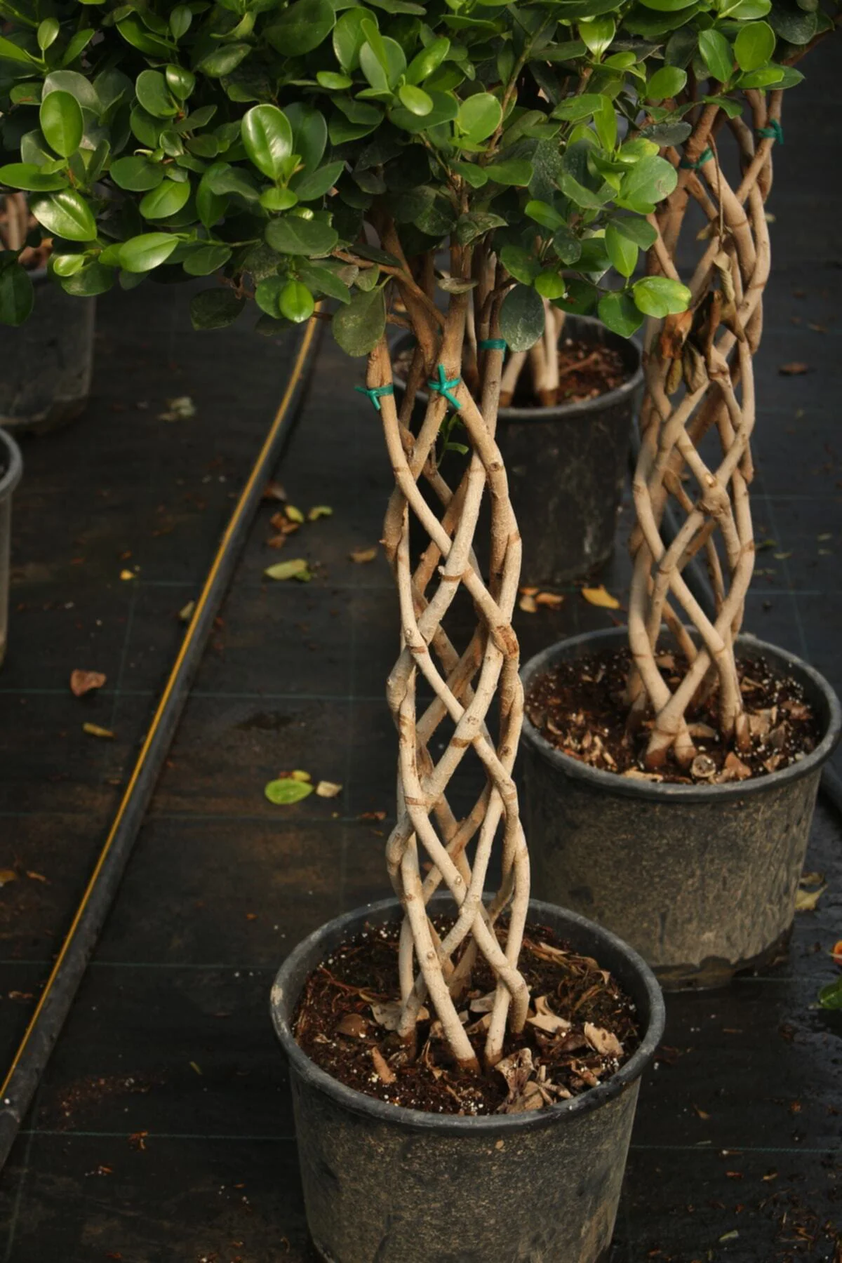 Ficus Microcarpa Sütun Örgü 60cm