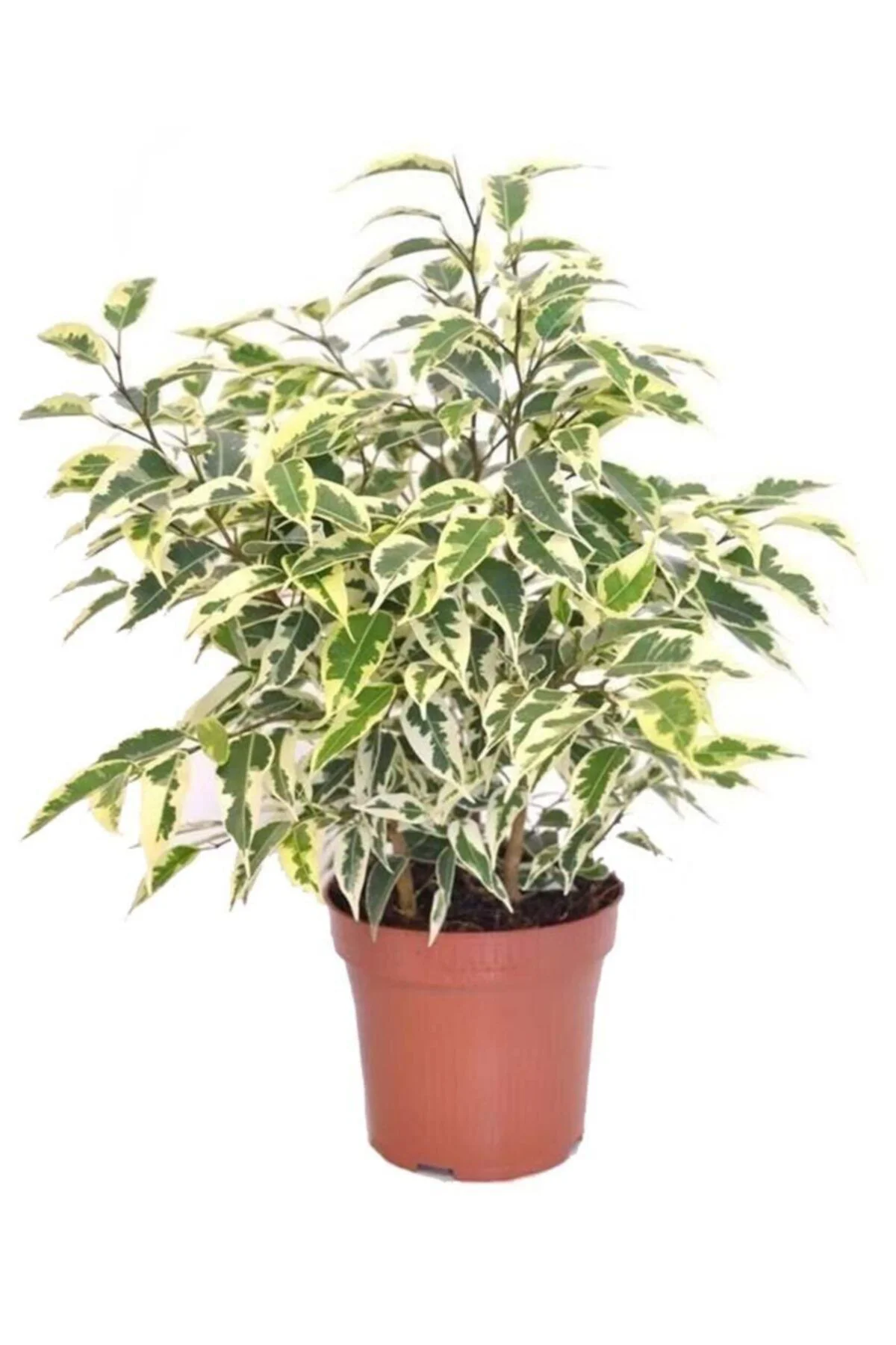 Ficus Starlight- (alaçalı) Alacalı Benjamin Bitkisi Fidanı Ficus Starlight- (alaçalı) Alacalı Benjamin Bitkisi Fidanı