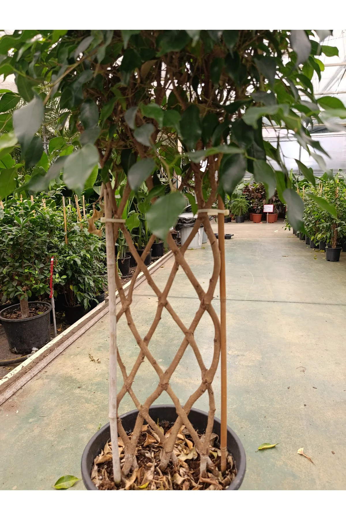 Ficus Sütun Örgü Bitkisi