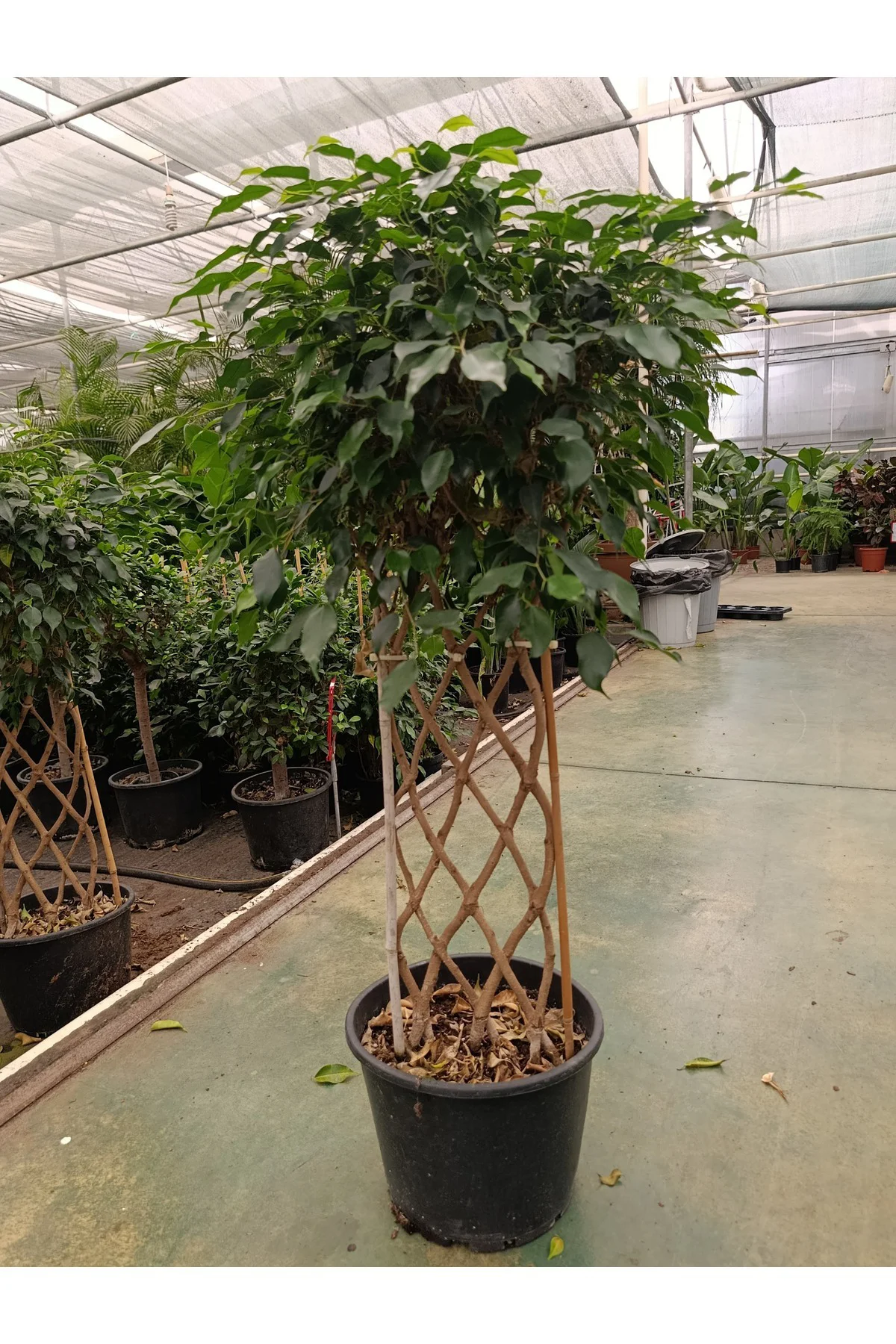 Ficus Sütun Örgü Bitkisi