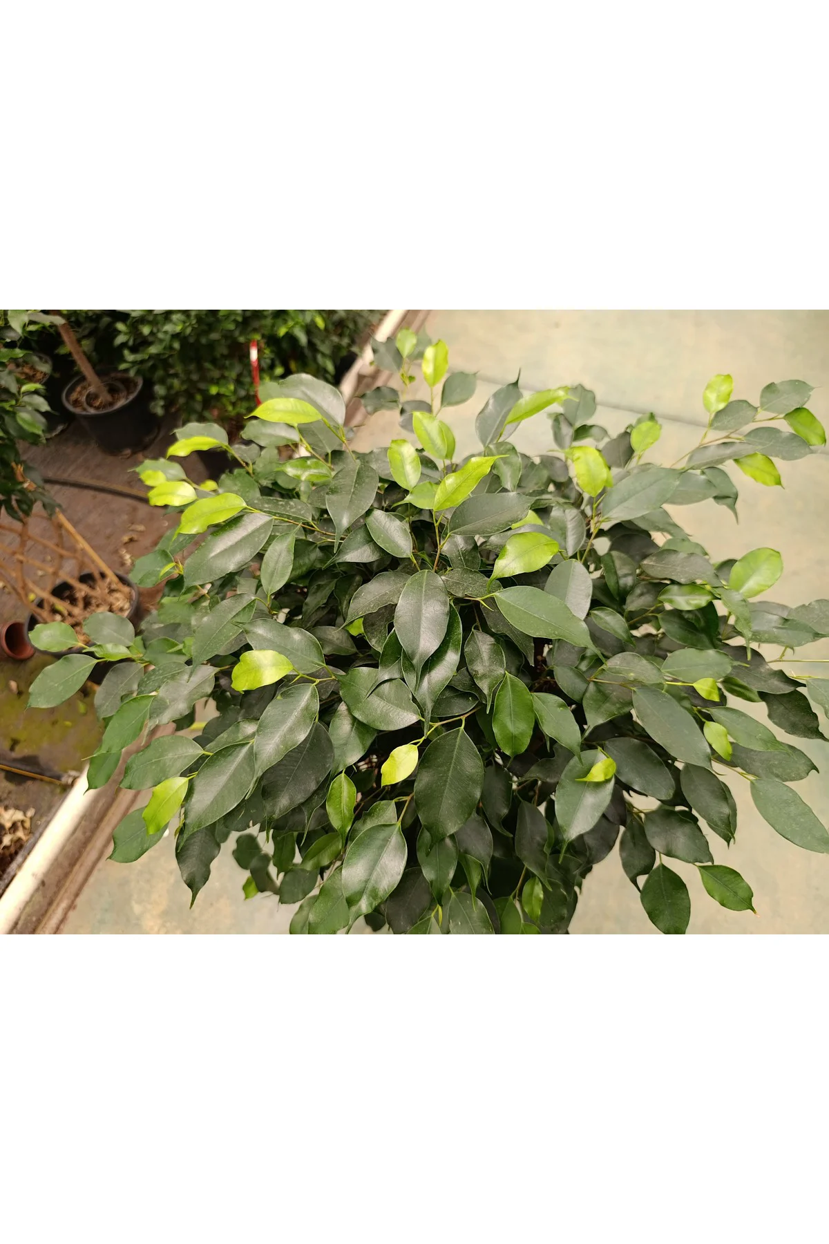 Ficus Sütun Örgü Bitkisi