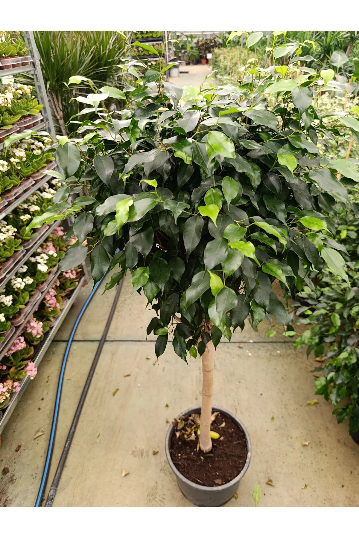 Ficus Tijli Bitkisi - Salon Bitkisi