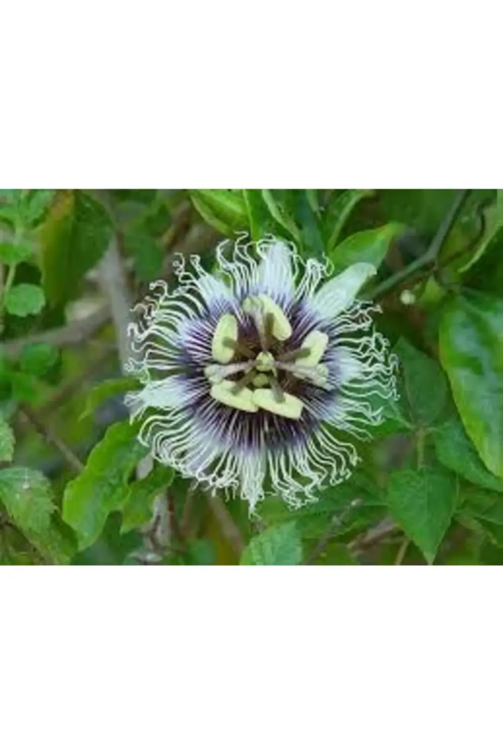 Fidanci Pasiflora Bitkisi Çarkıfelek Çiçeği Saat Çiçeği Bitkisi Y