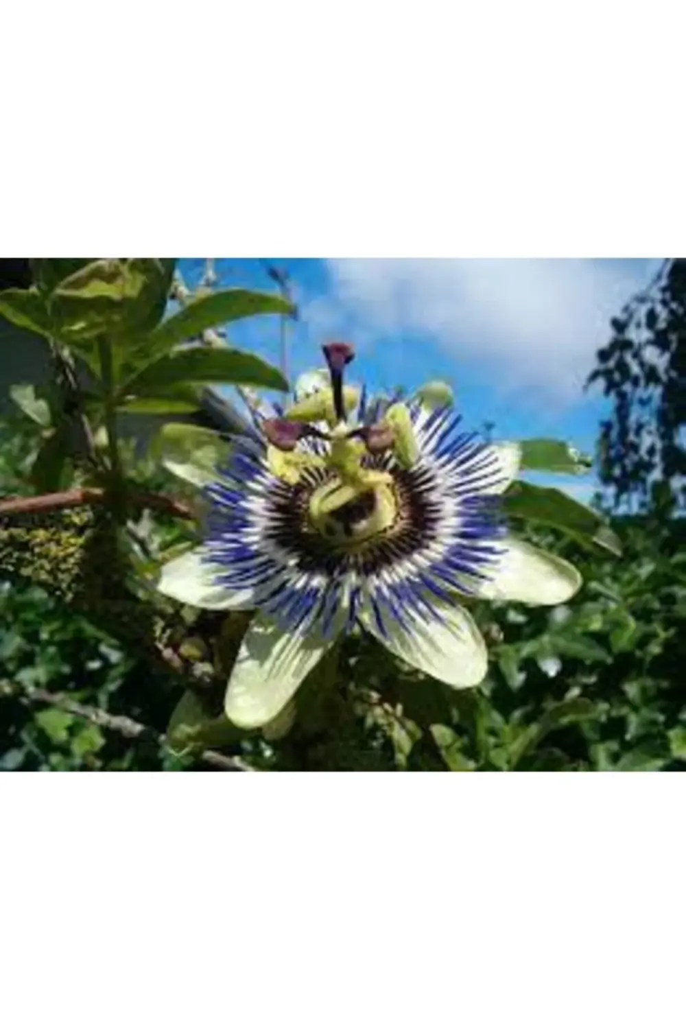 Fidanci Pasiflora Bitkisi Çarkıfelek Çiçeği Saat Çiçeği Bitkisi Y