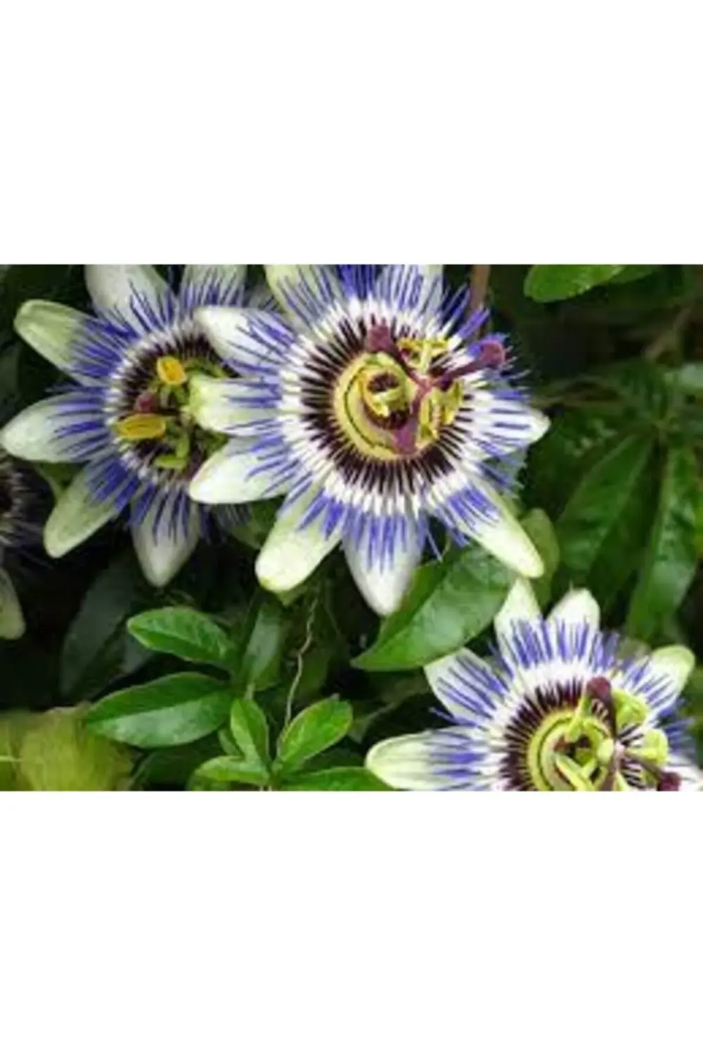 Fidanci Pasiflora Bitkisi Çarkıfelek Çiçeği Saat Çiçeği Bitkisi Y