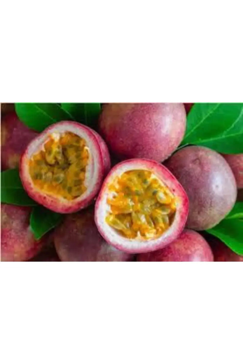 Fidanci Pasiflora Bitkisi Çarkıfelek Çiçeği Saat Çiçeği Bitkisi Y