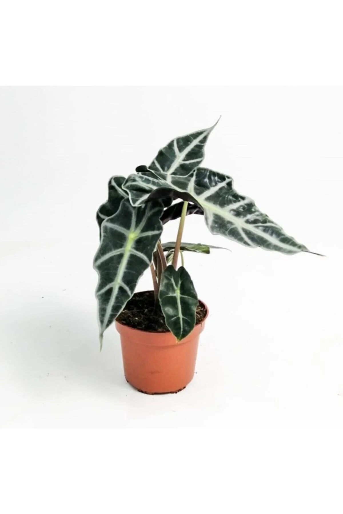 Fil Kulağı Bitkisi Alocasia Polly 25-40 Cm Fil Kulağı Bitkisi Alocasia Polly 25-40 Cm