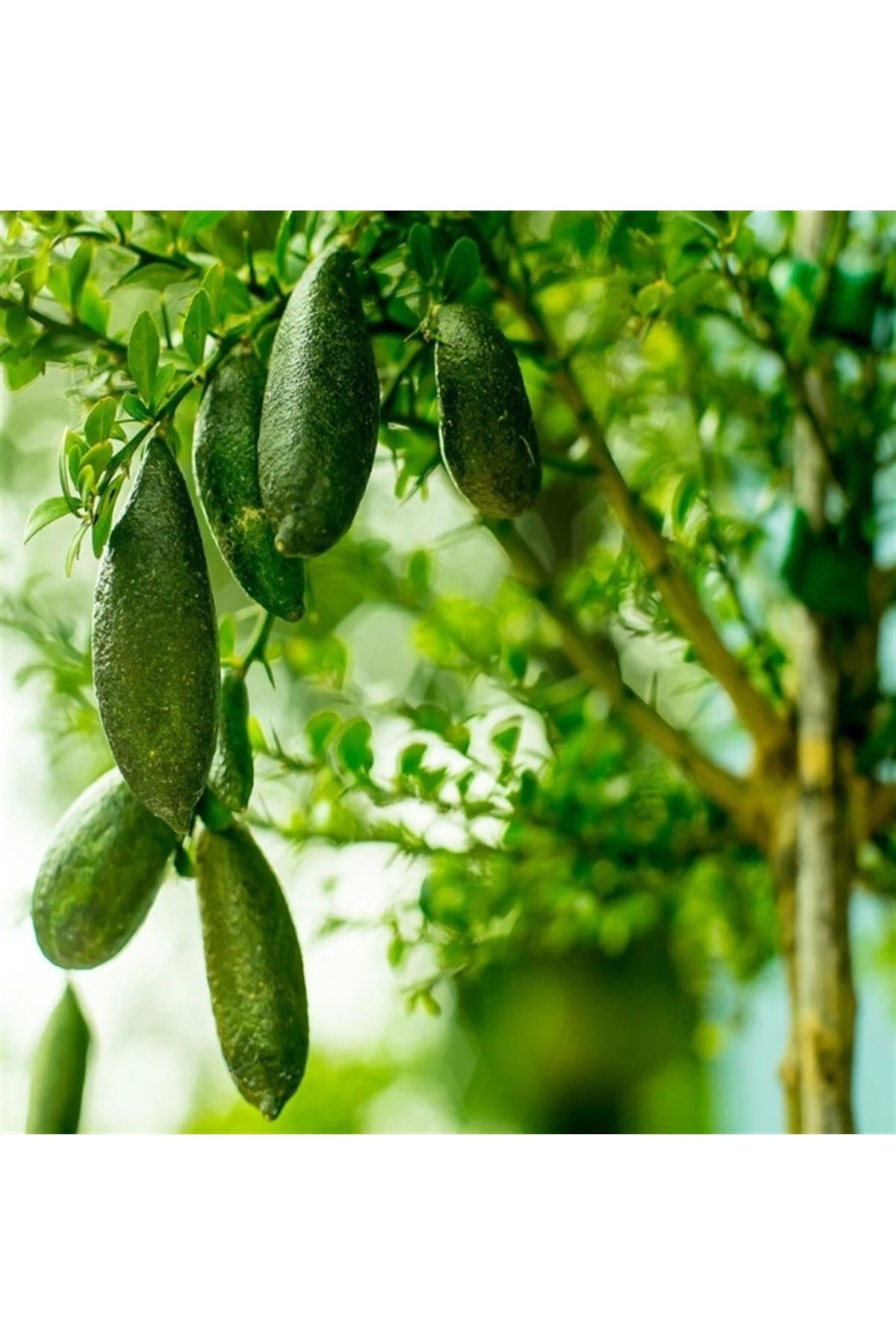 Finger Lime Limon Fidanı