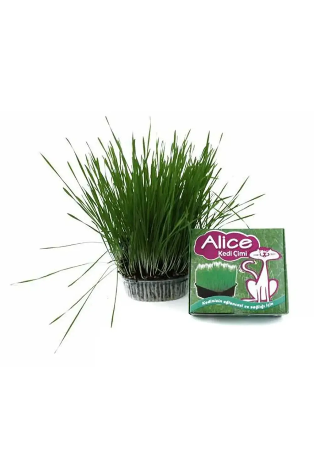 Flora Renkli Saksılı Kedi Çimi