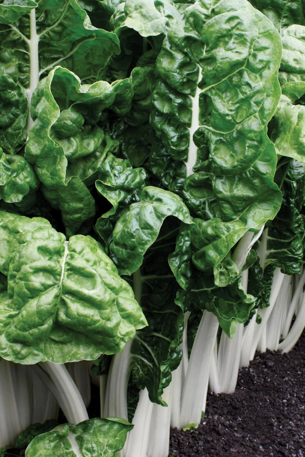 Fordhook Giant Beyaz Pazı Tohumu Chard