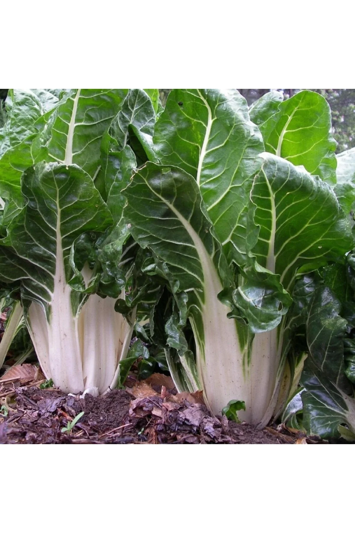 Fordhook Giant Beyaz Pazı Tohumu Chard