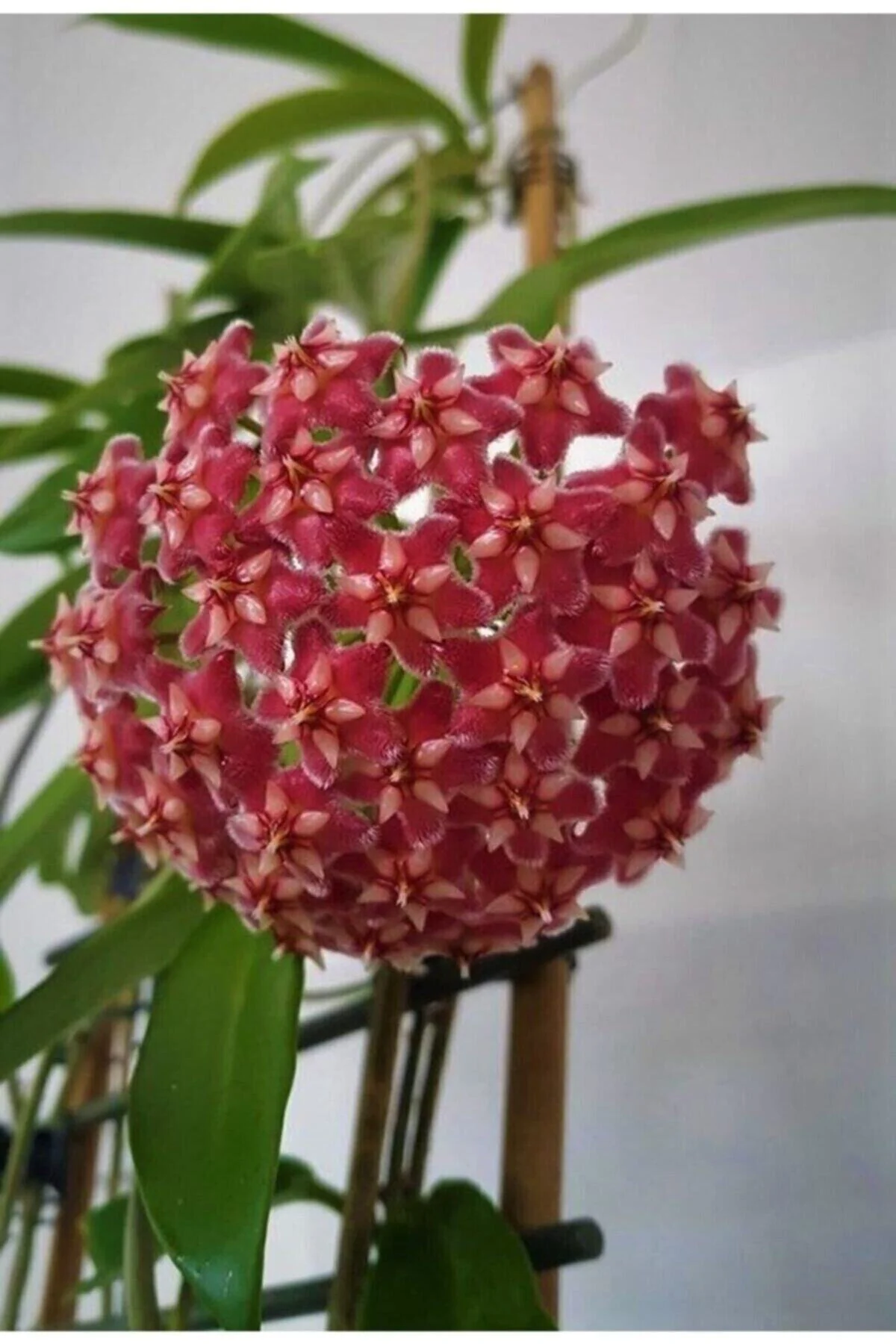Formlu Çok Avantajlı Mum Çiçeği Kırmızı 20-25 cm Ev Salon Bitkisi Hoya Carnosa Iç Mekan Bitkisi