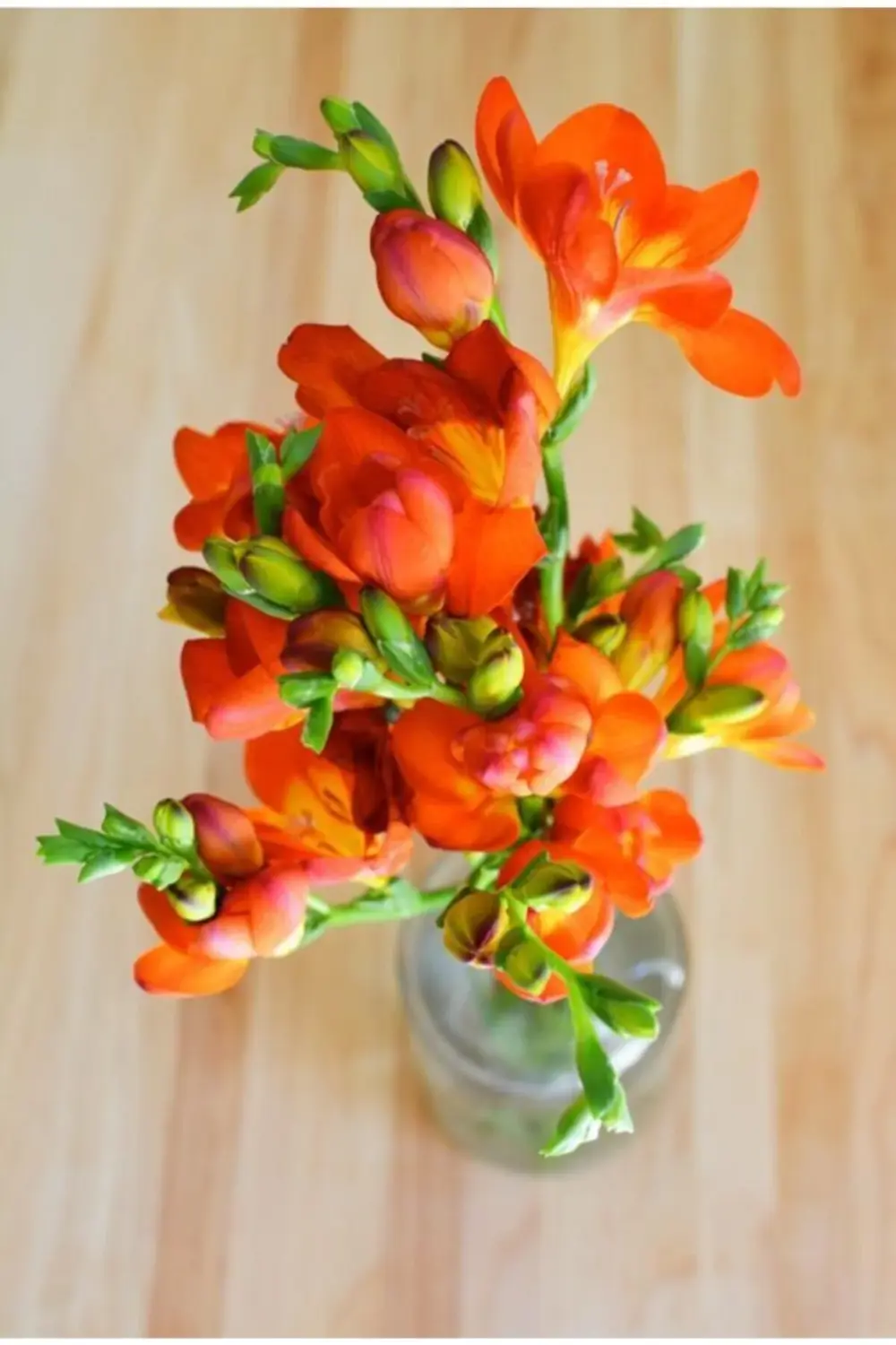 Frezya Çiçeği Soğanı