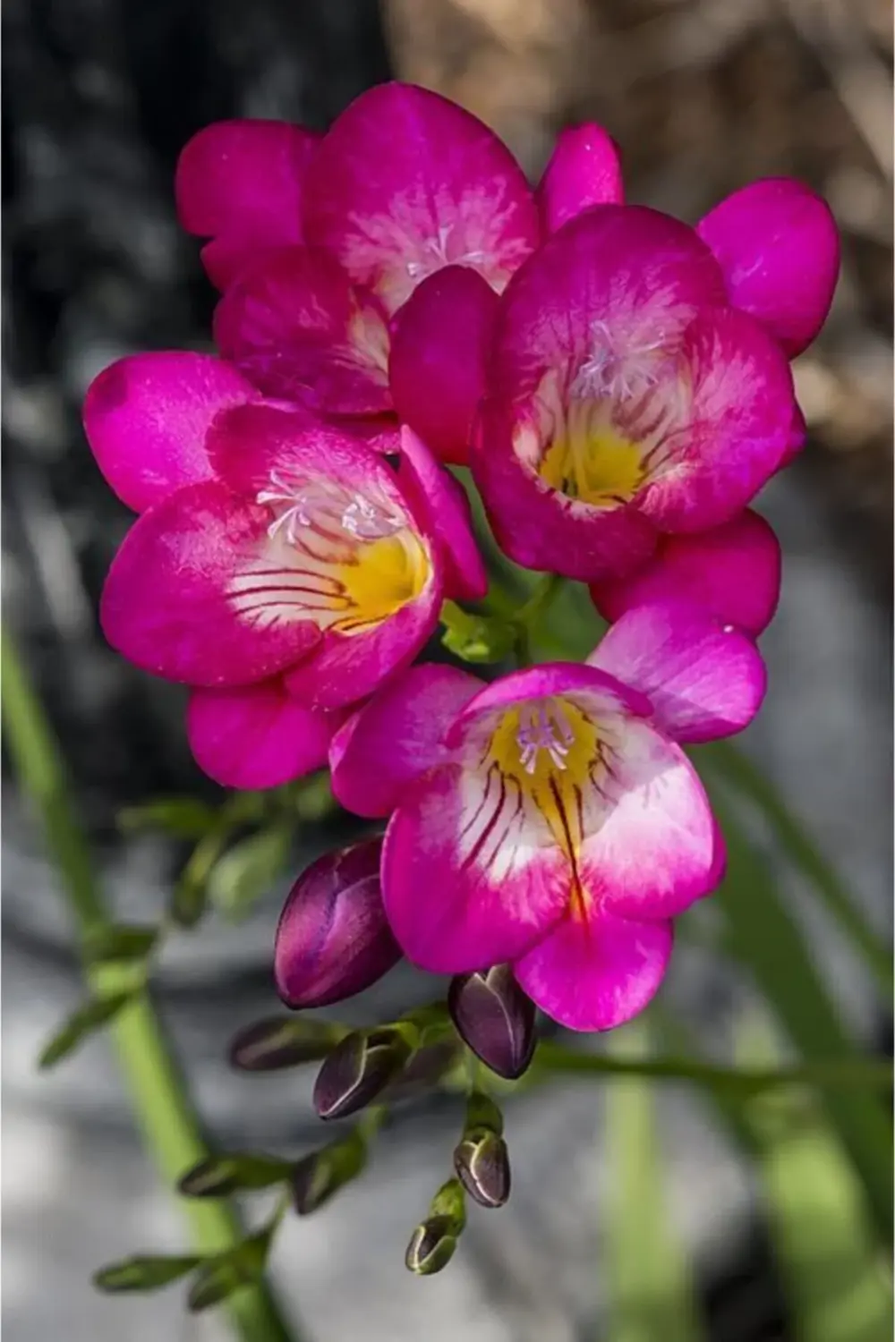 Frezya Çiçeği Soğanı