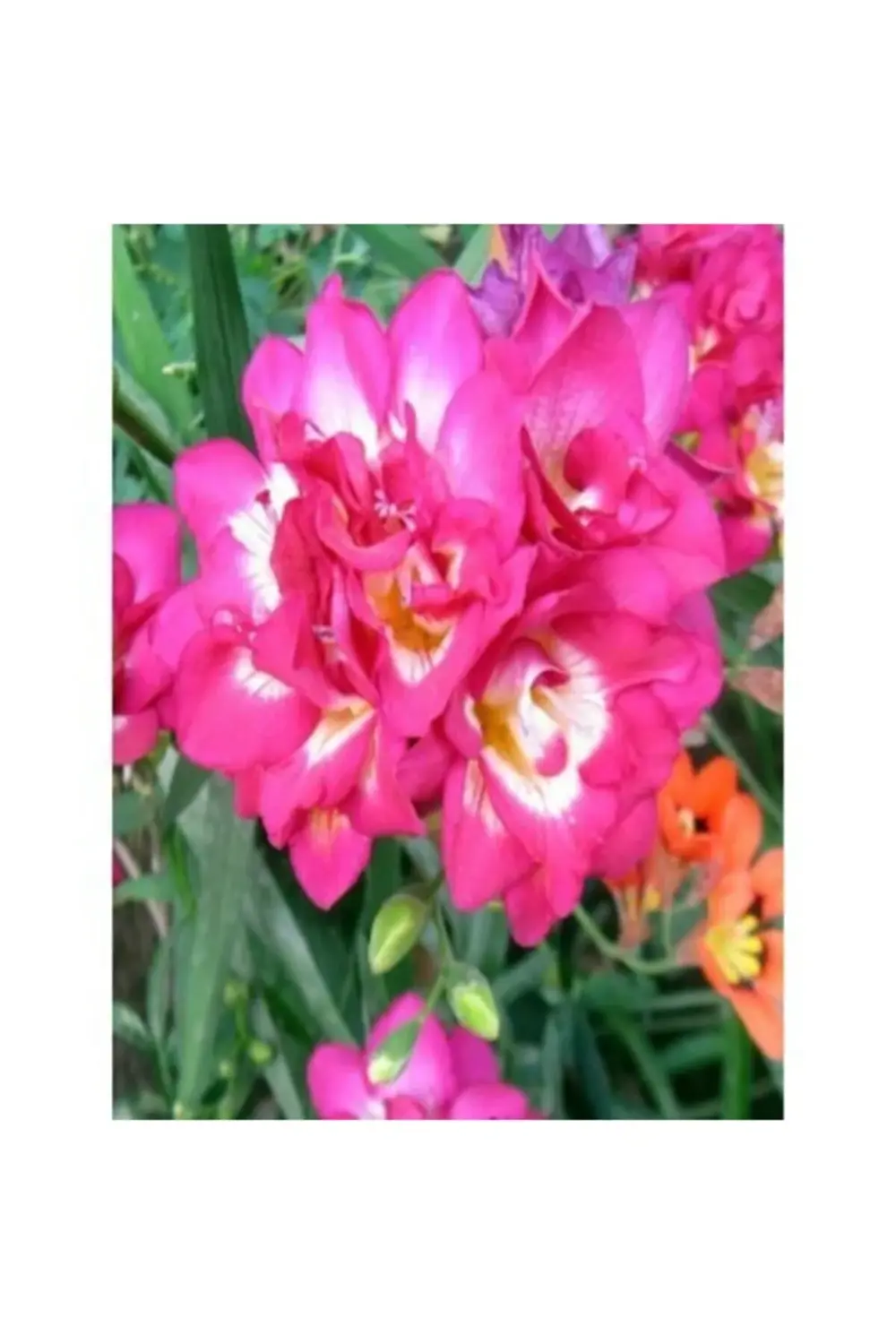 Frezya Soğanı 10 Adet Double Pink Kokulu