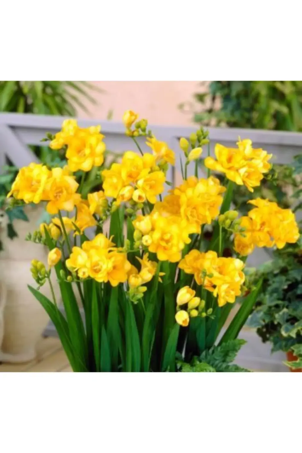 Frezya Soğanı 5 Adet Katmerli Çift Sarı