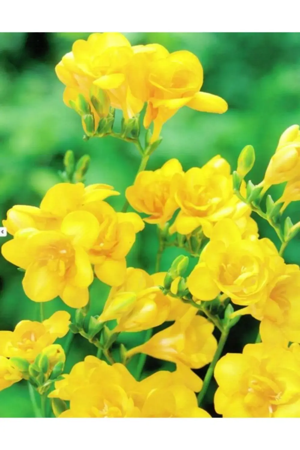 Frezya Soğanı 5 Adet Katmerli Çift Sarı