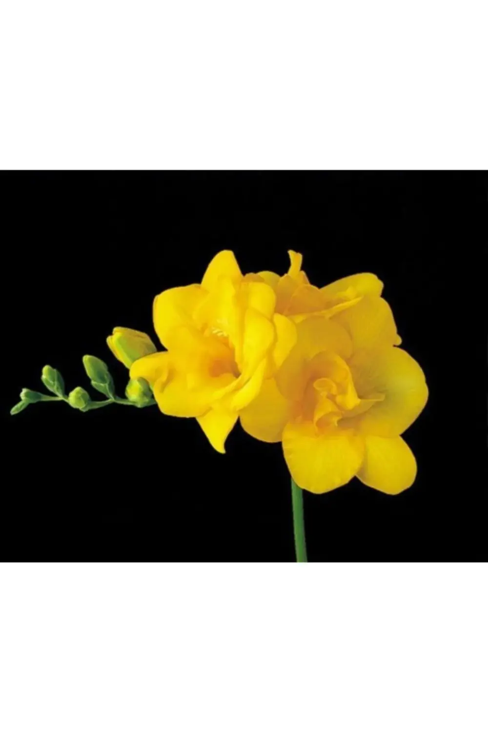 Frezya Soğanı 5 Adet Katmerli Çift Sarı