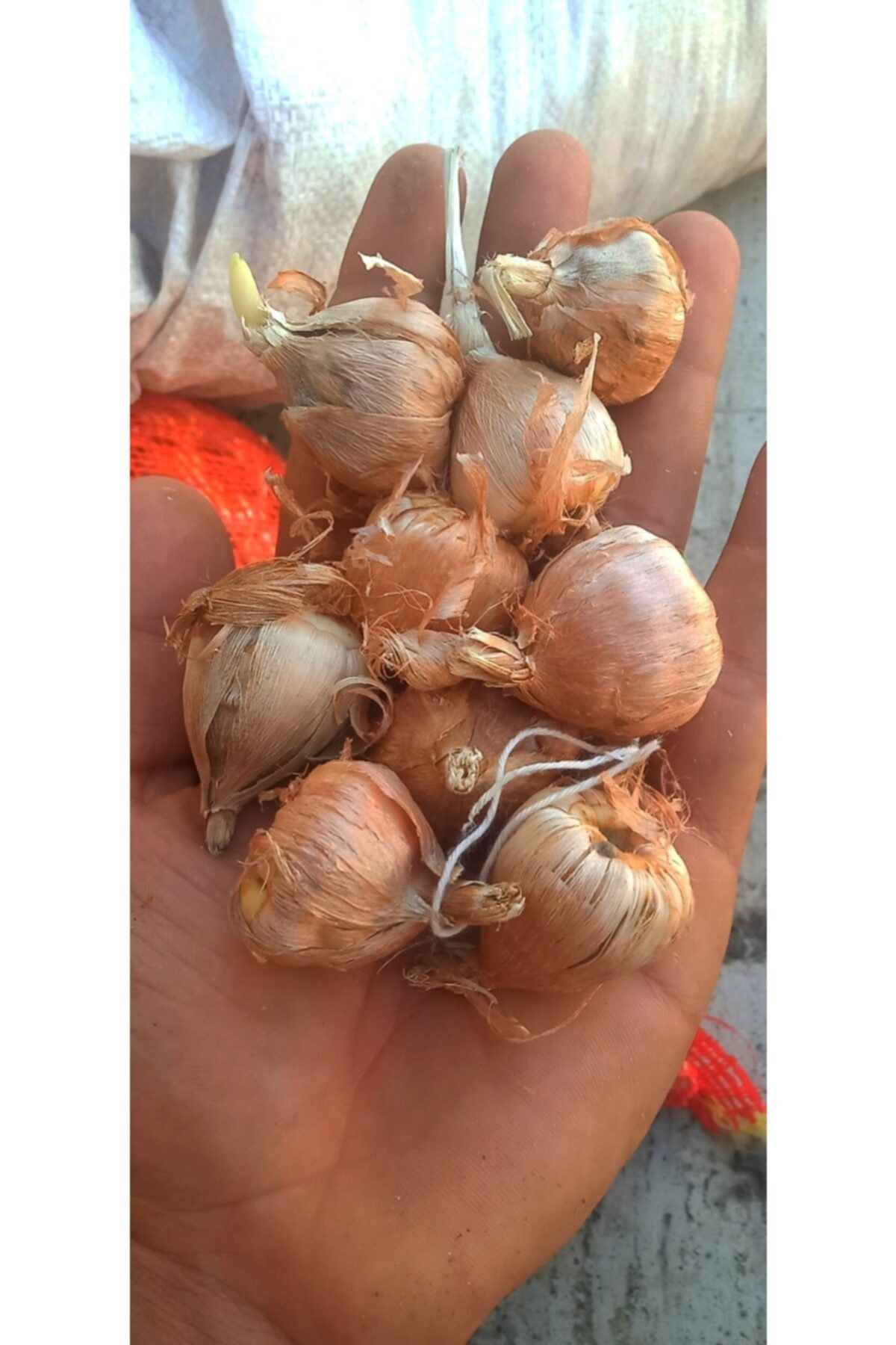 Garden Botanik Frezya Soğanı Katmerli Kokulu 15 Adet Mix